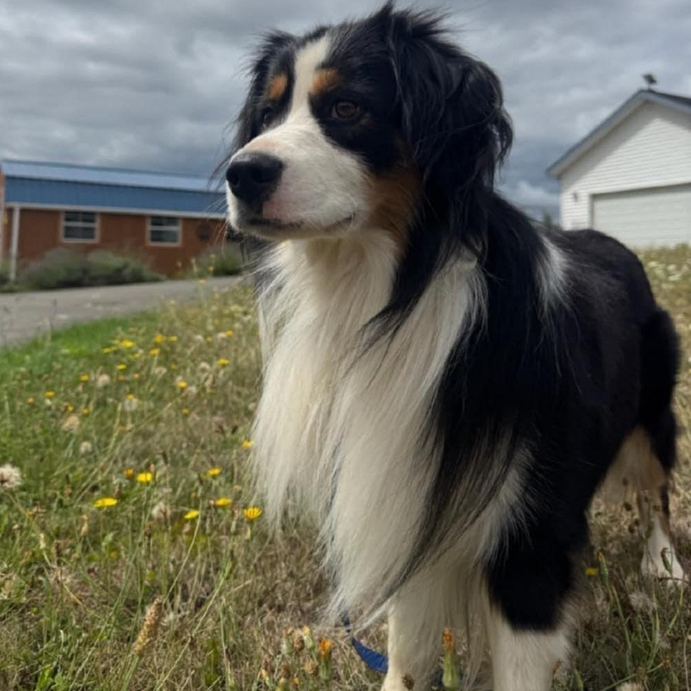 Stan the Man, Adoptable, Adult Male Australian Shepherd.