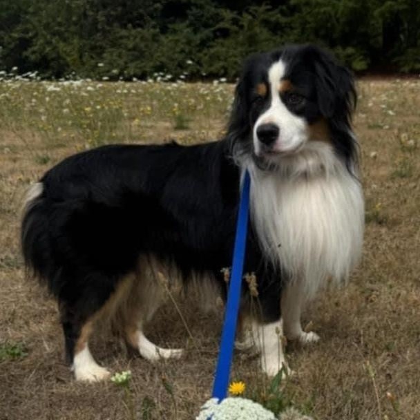 Stan the Man, a Adoptable Australian Shepherd in La Center, WA image 3/4