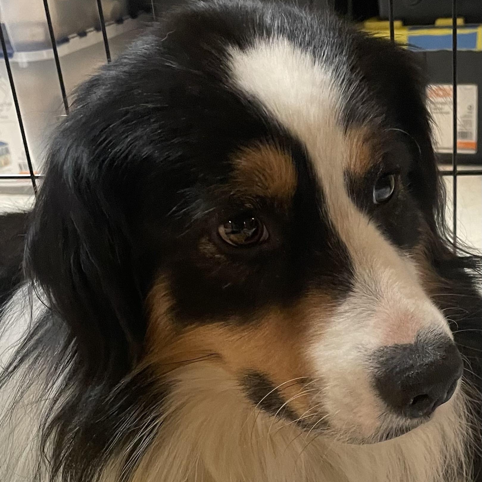 Stan the Man, a Adoptable Australian Shepherd in La Center, WA image 2/4