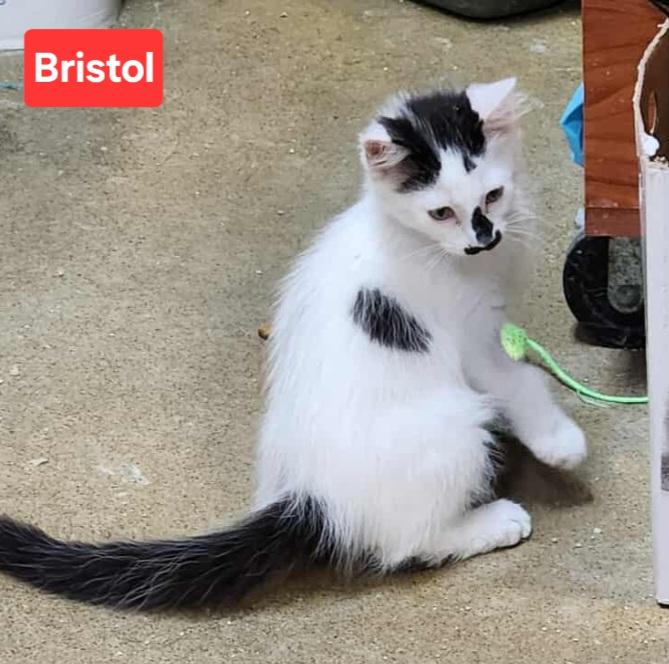 Bristol