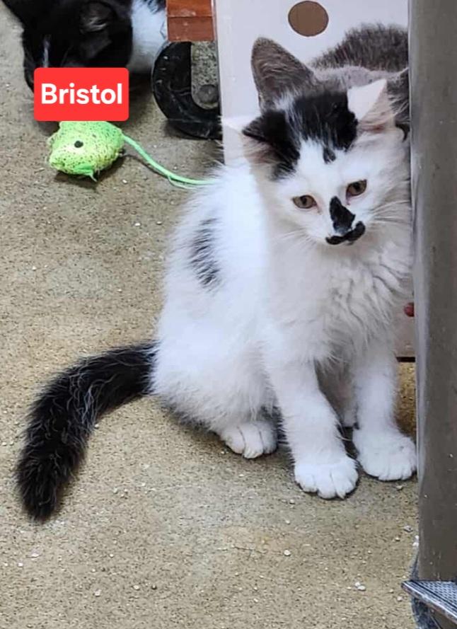 Bristol