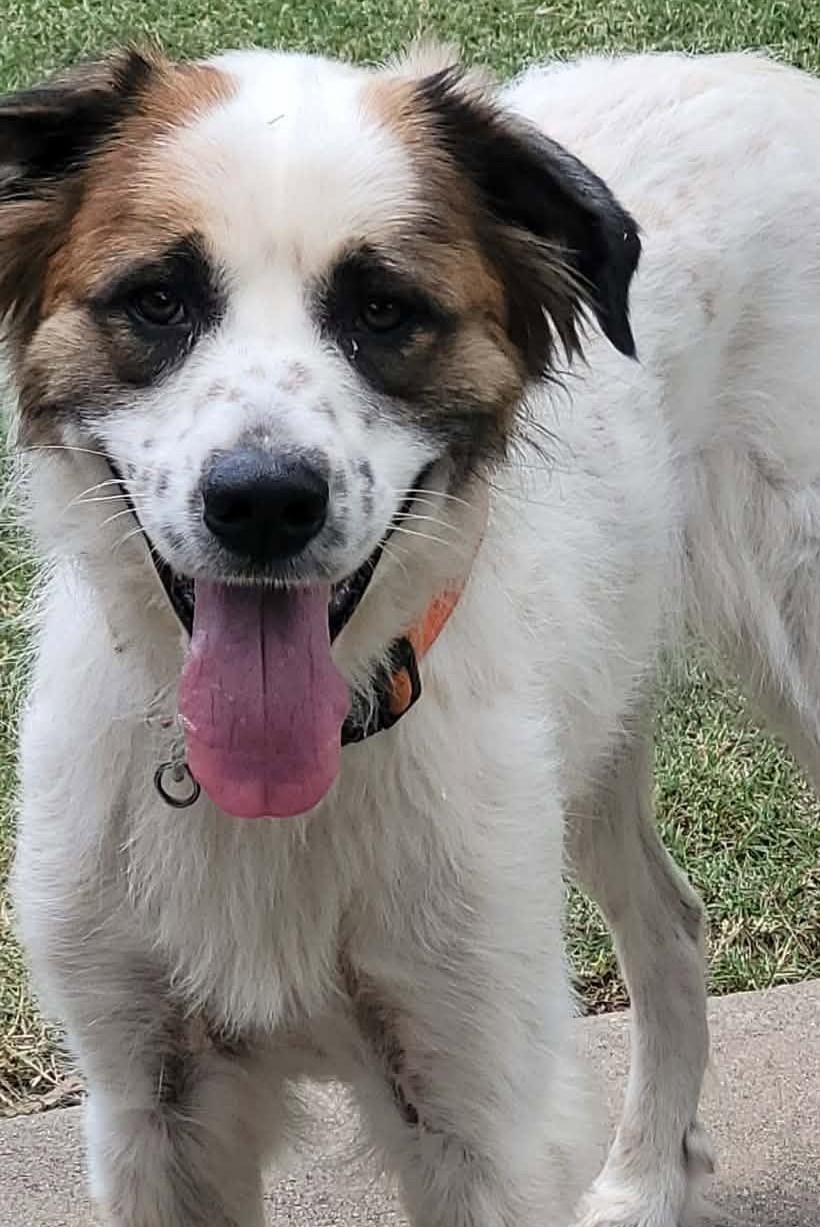 Enlarge Gabby, a ADOPTABLE mixed breed in Kiowa, OK image 2/6