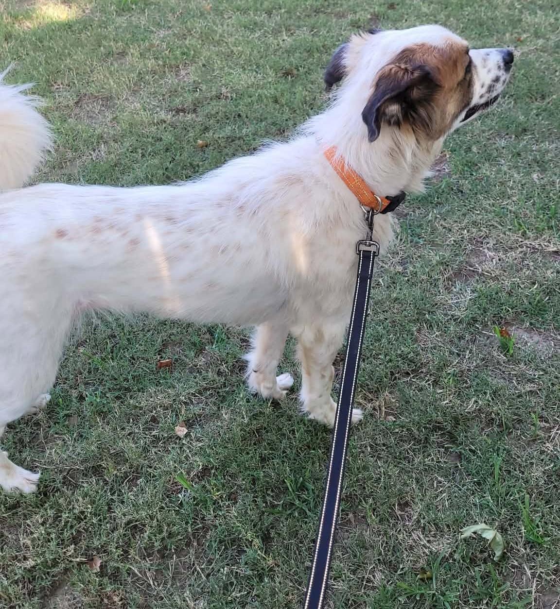 Enlarge Gabby, a ADOPTABLE mixed breed in Kiowa, OK image 6/6