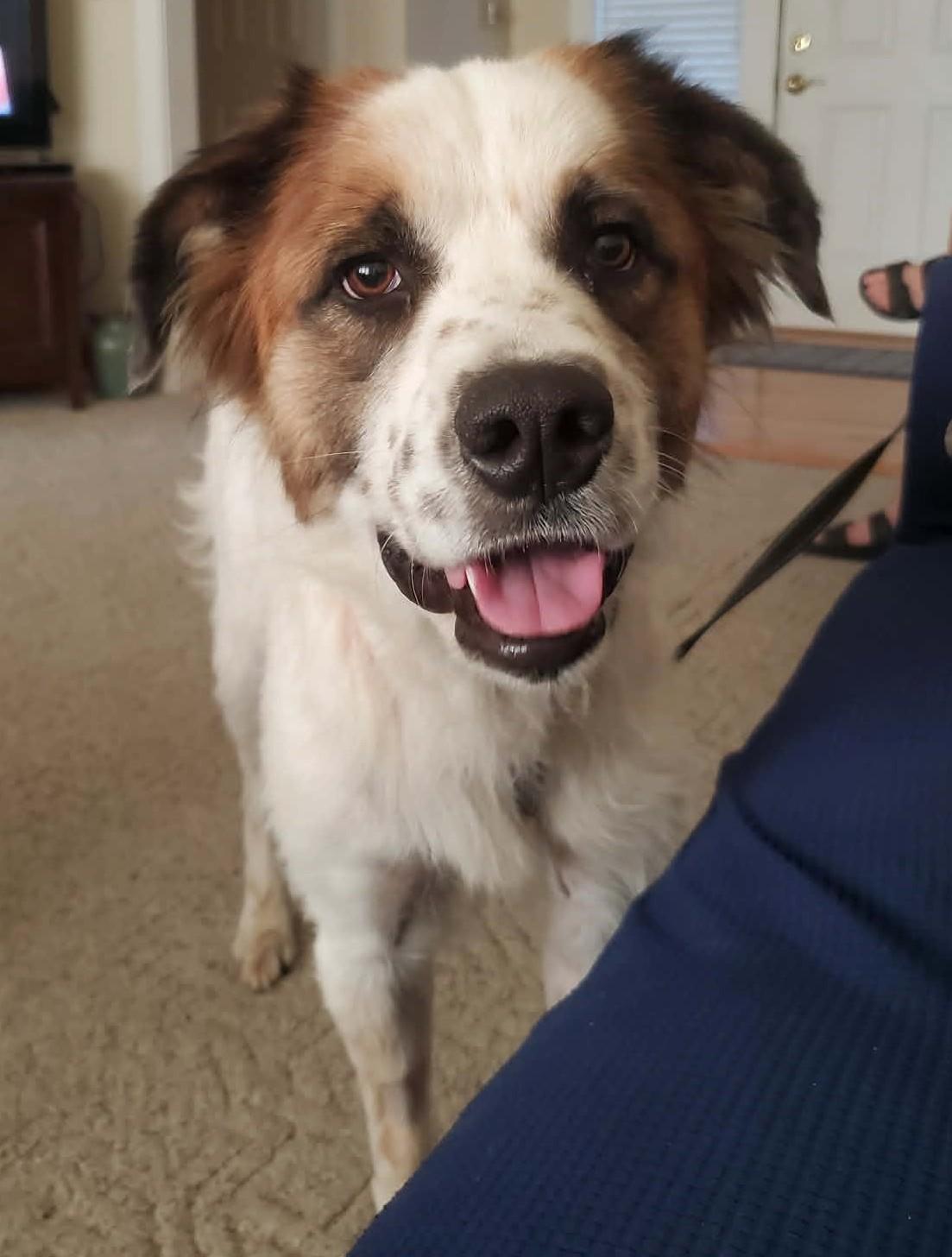 Gabby, ADOPTABLE, Young Female Great Pyrenees.