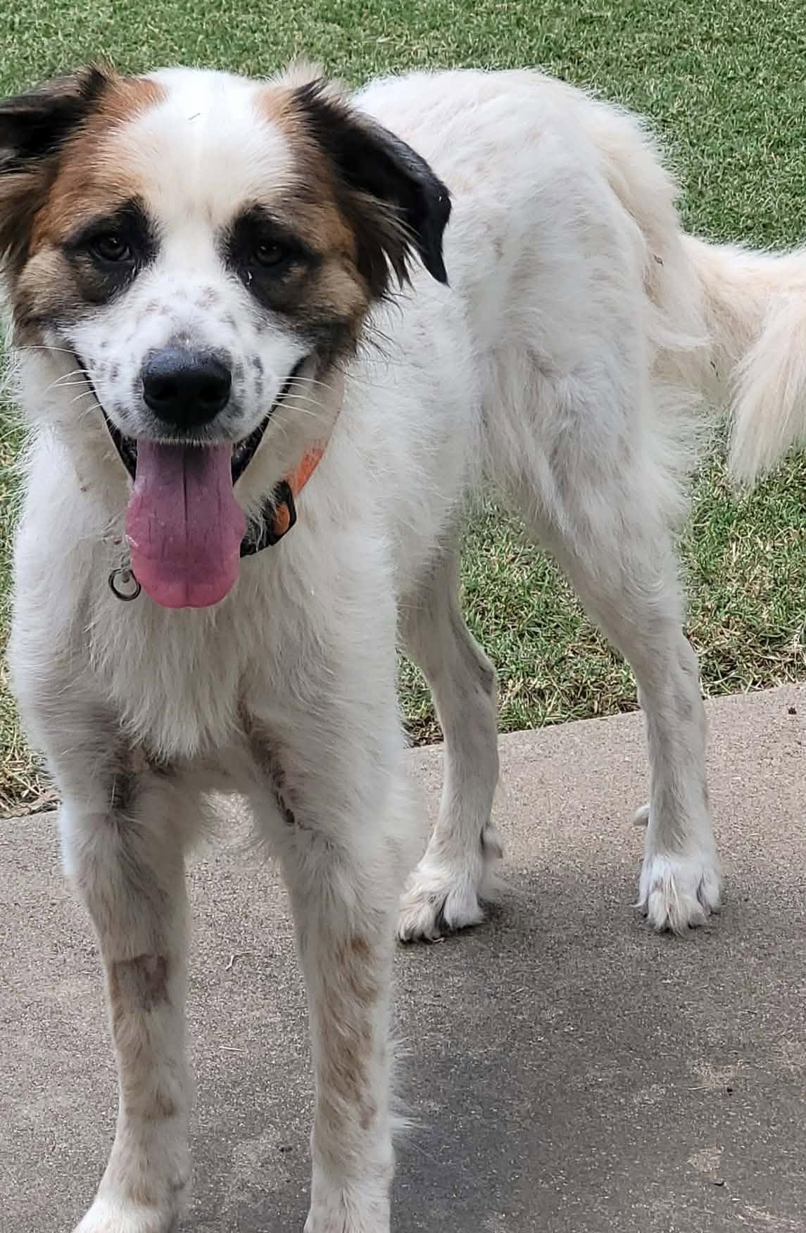 Enlarge Gabby, a ADOPTABLE mixed breed in Kiowa, OK image 4/6