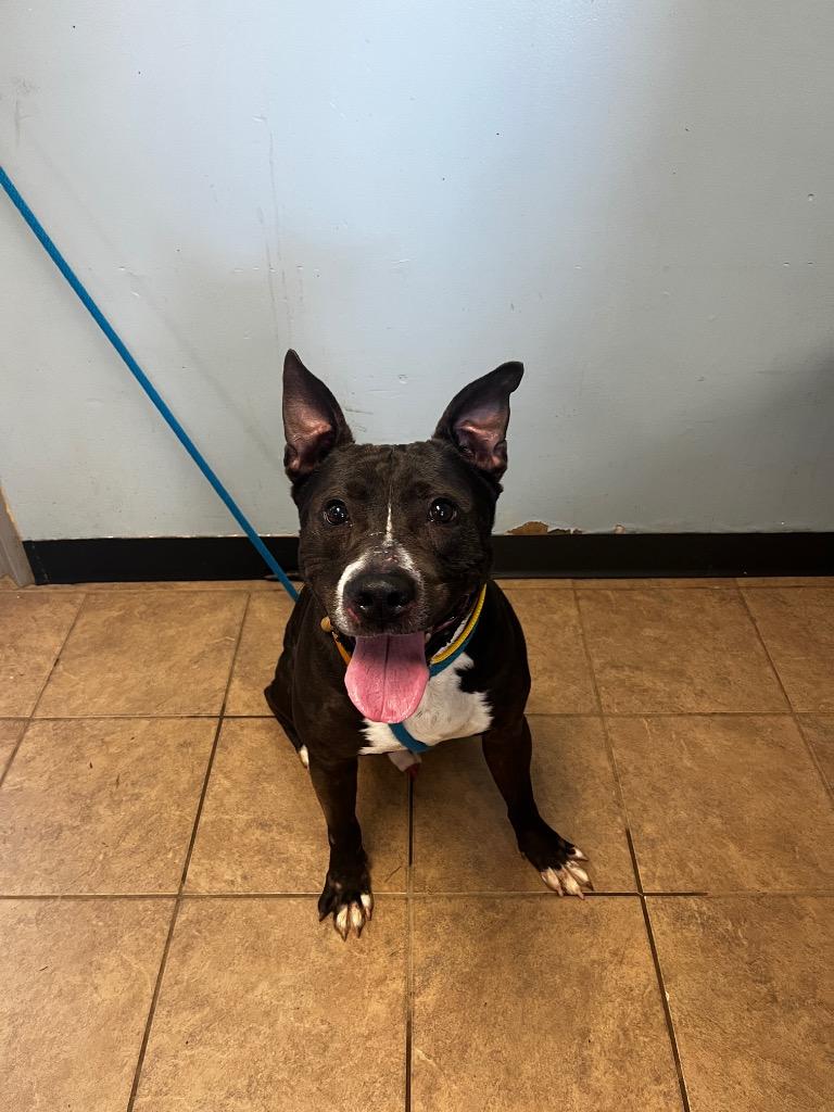 Enlarge Hogan, a Adoptable Pit Bull Terrier in Marion, OH image 1/2
