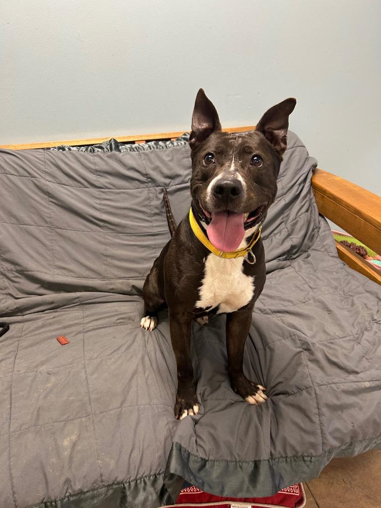 Hogan, Adoptable, Young Male Pit Bull Terrier.