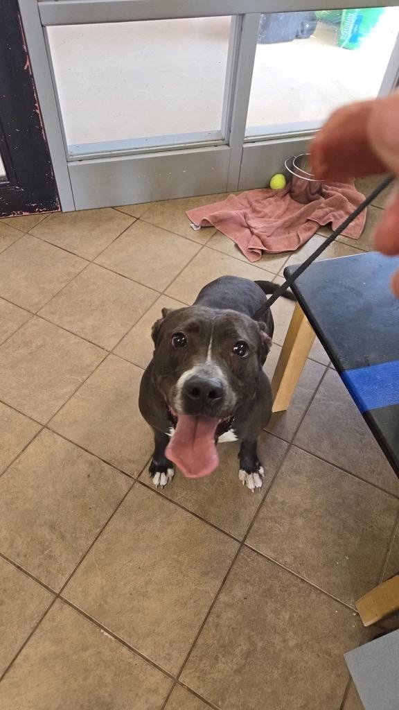 Enlarge Hogan, a Adoptable Pit Bull Terrier in Marion, OH image 2/2