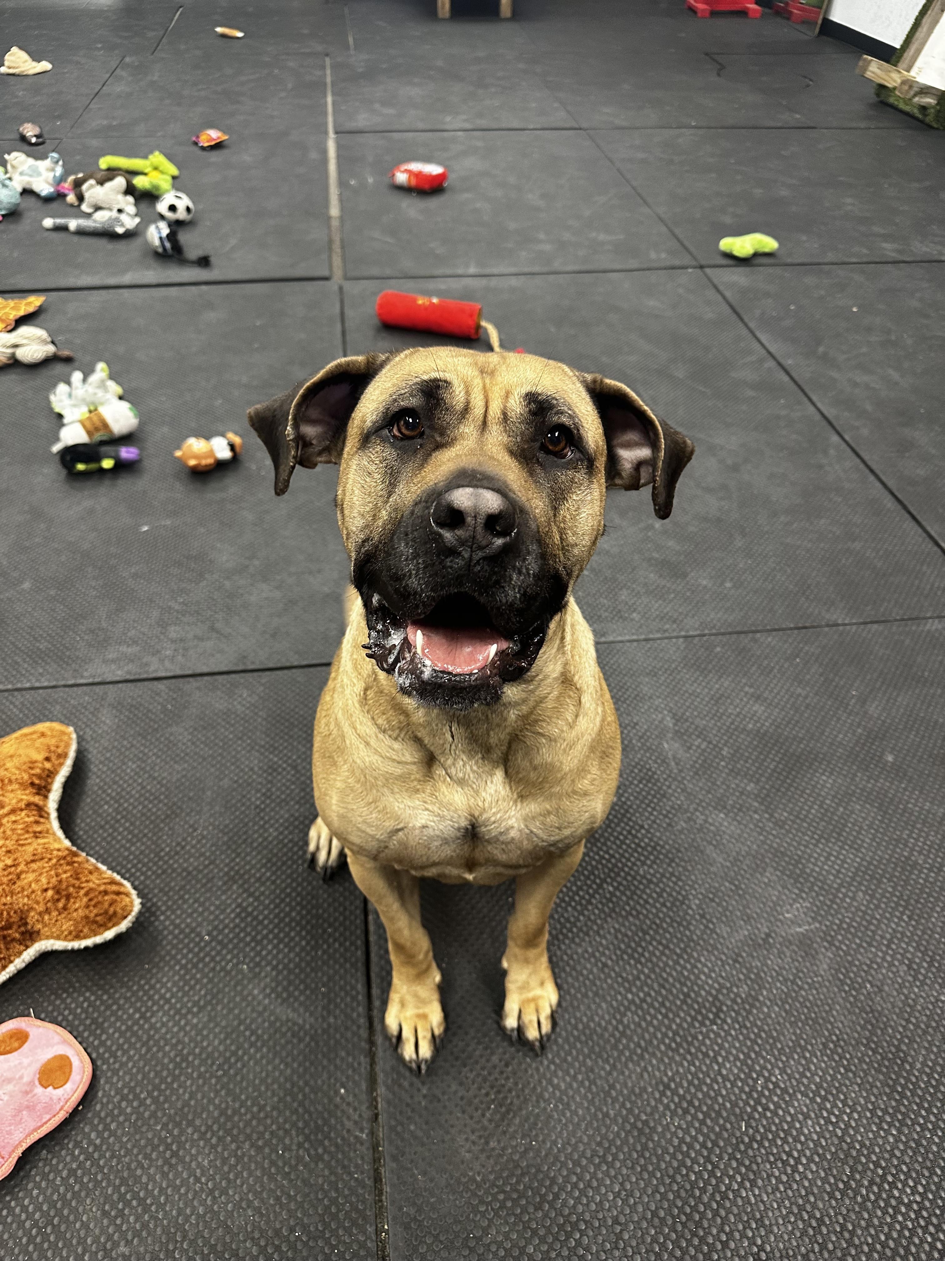 Enlarge Gigi, a ADOPTABLE Presa Canario in Vernon Hills, IL image 1/5