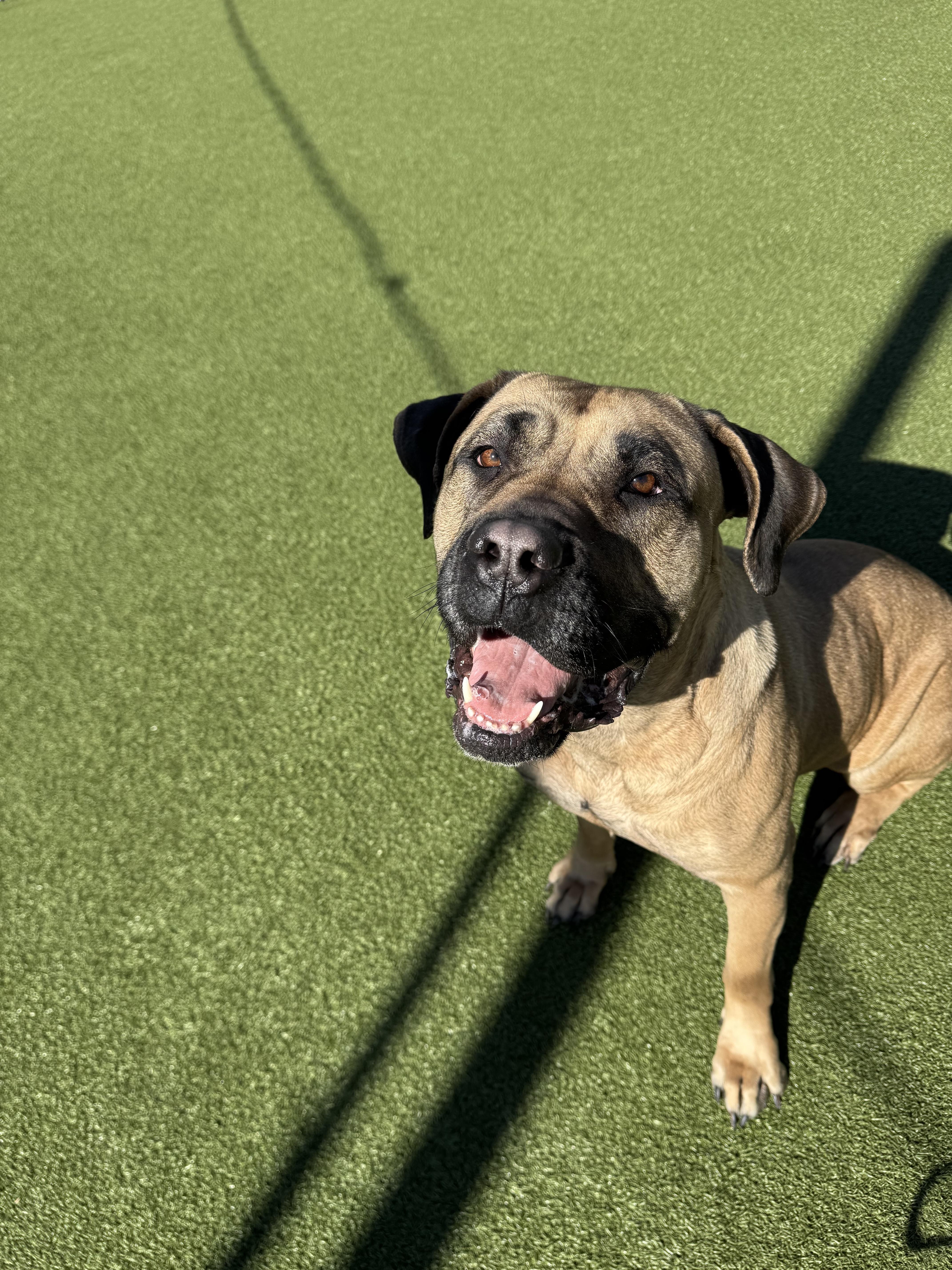 Enlarge Gigi, a ADOPTABLE Presa Canario in Vernon Hills, IL image 2/5