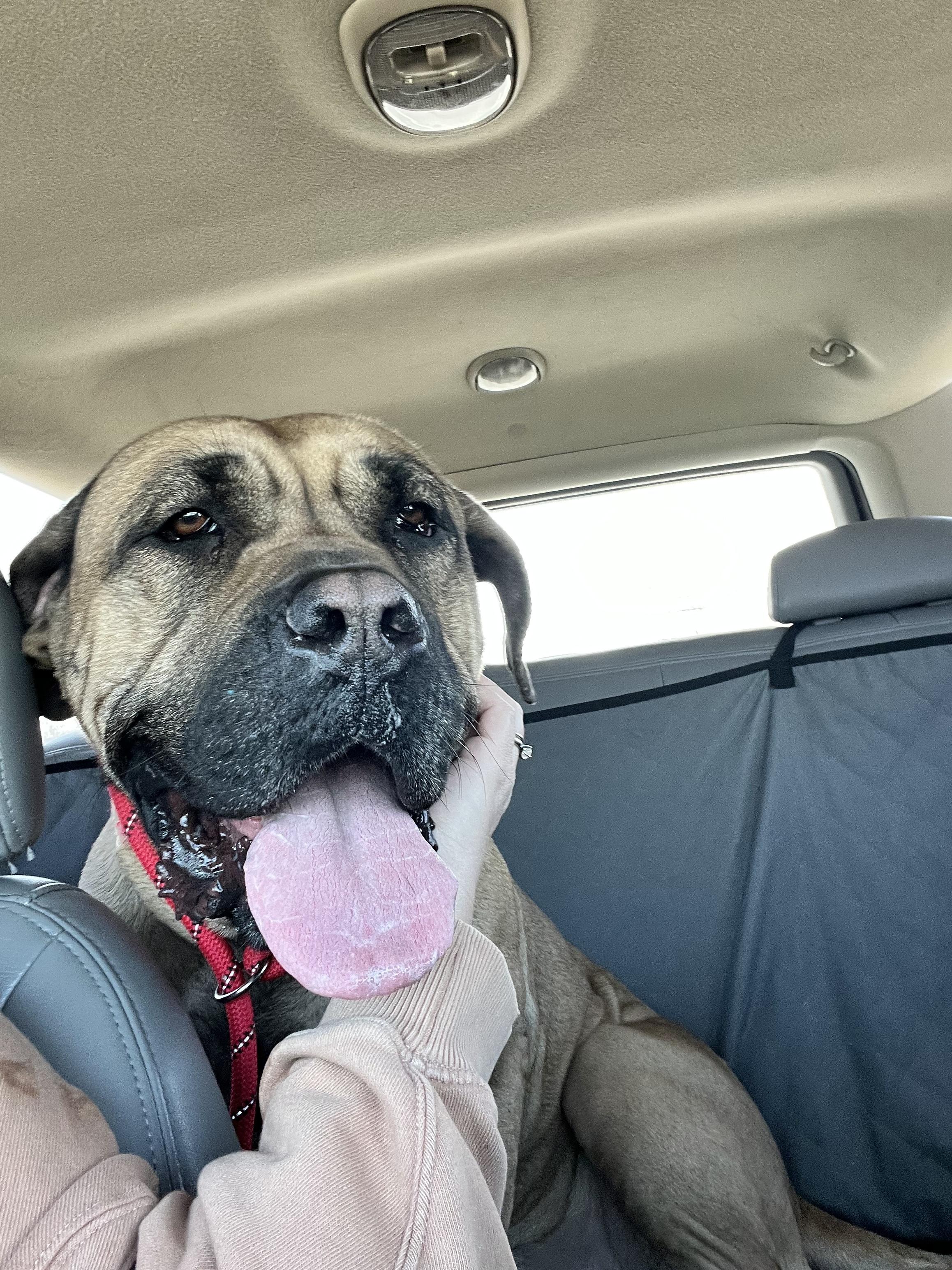 Enlarge Gigi, a ADOPTABLE Presa Canario in Vernon Hills, IL image 3/5