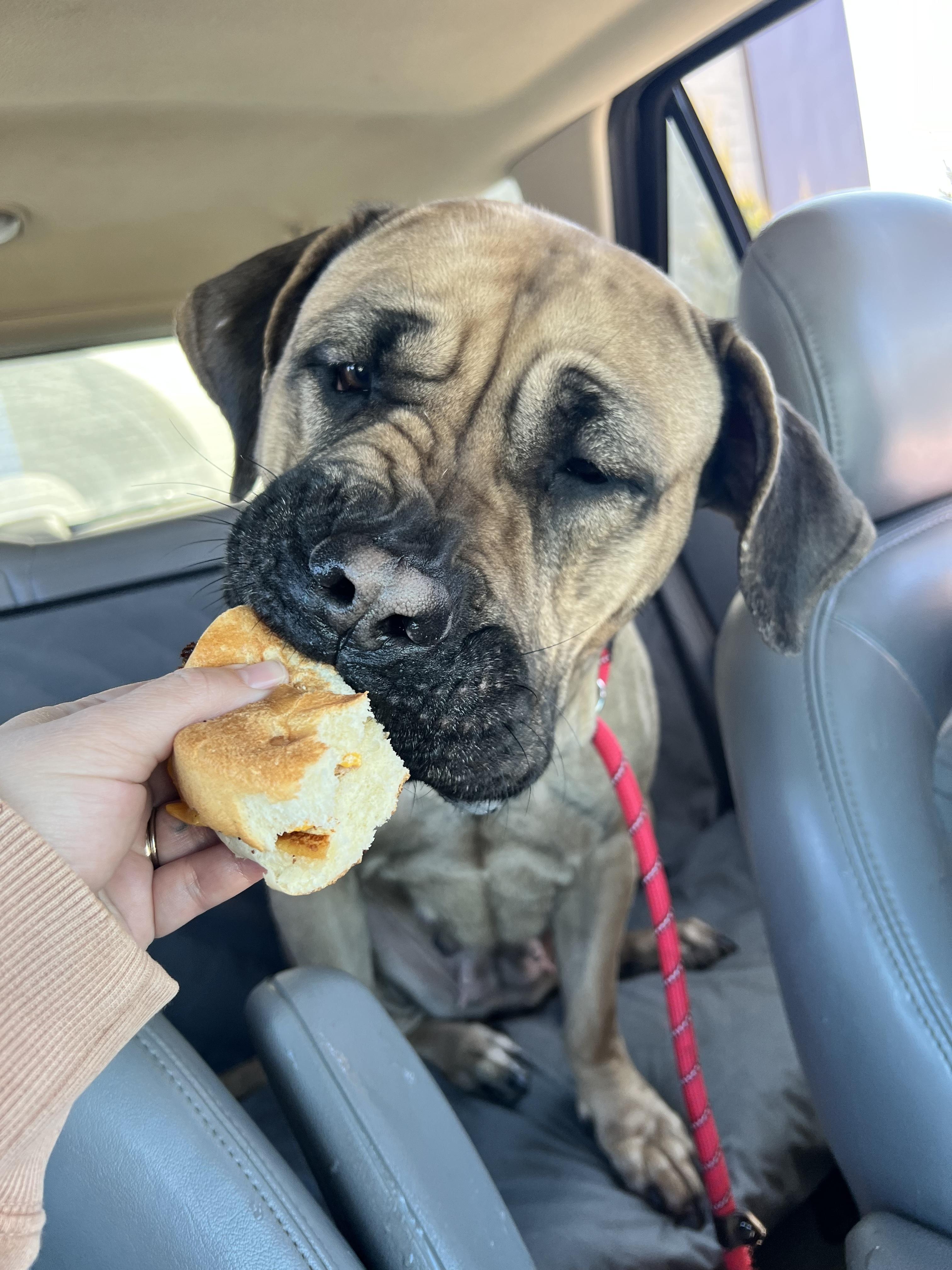 Enlarge Gigi, a ADOPTABLE Presa Canario in Vernon Hills, IL image 4/5