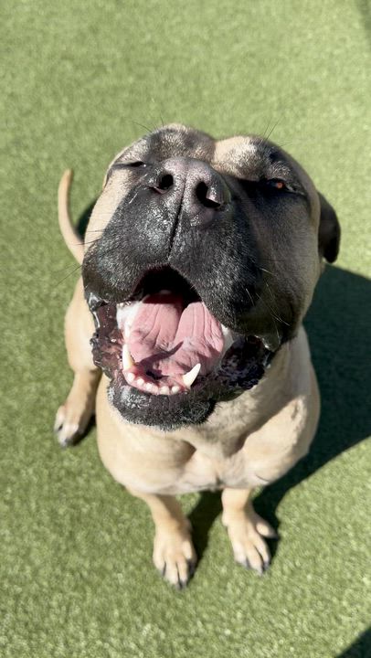 Enlarge Gigi, a ADOPTABLE Presa Canario in Vernon Hills, IL video 5/5