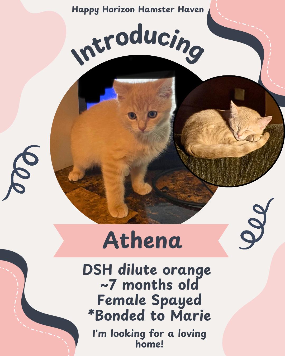 Enlarge Mama Marie & Athena, a Adoptable Domestic Long Hair in West Chester, OH image 1/2