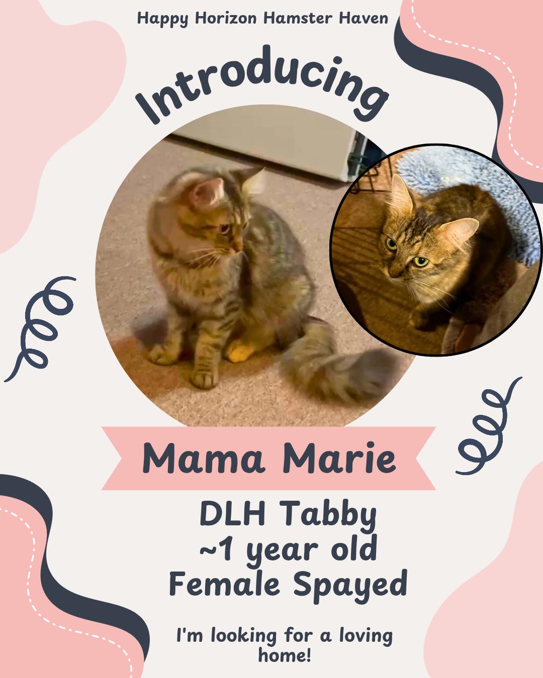 Enlarge Mama Marie, a Adoptable Domestic Long Hair image 1/1