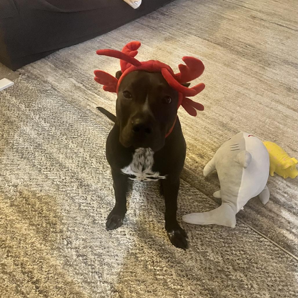 Enlarge Val, a Adoptable mixed breed in San Antonio, TX image 1/6