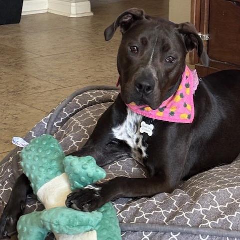 Enlarge Val, a Adoptable mixed breed in San Antonio, TX image 2/6