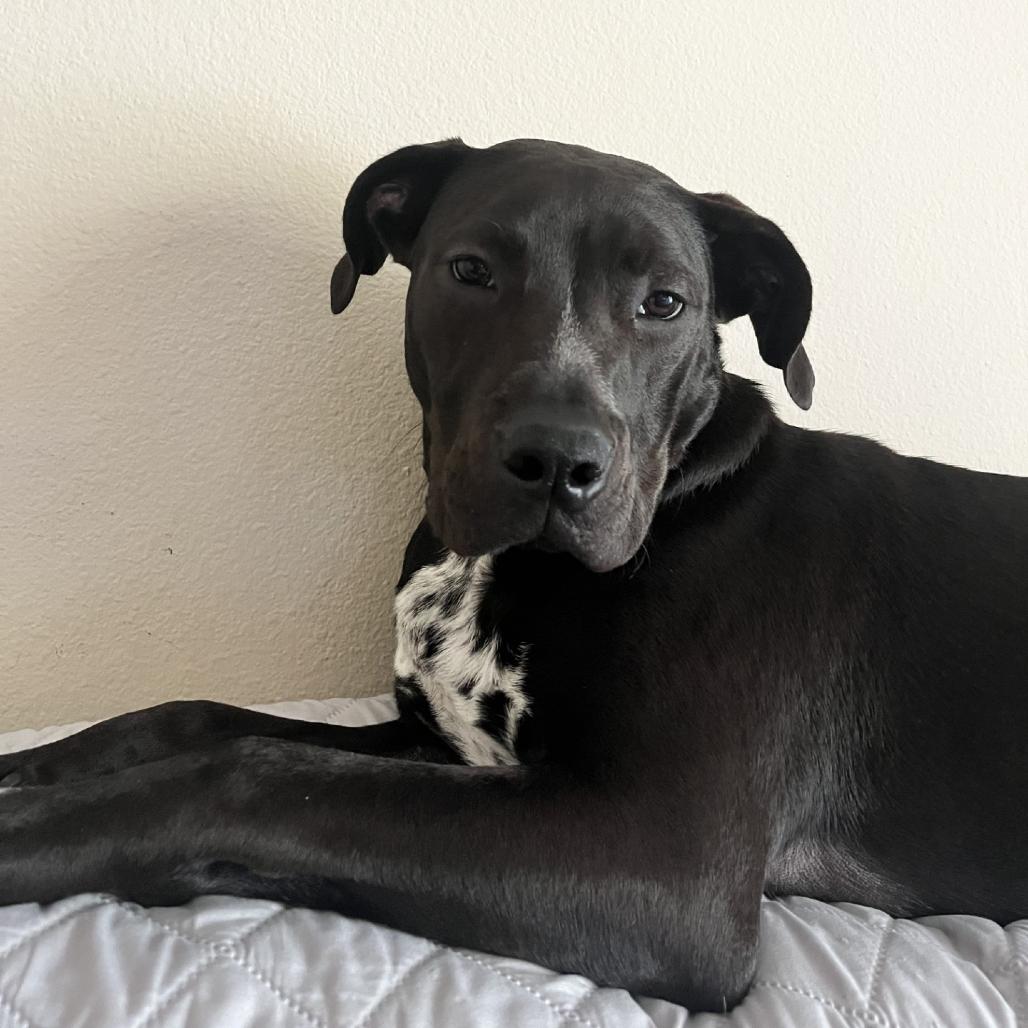 Enlarge Val, a Adoptable mixed breed in San Antonio, TX image 3/6