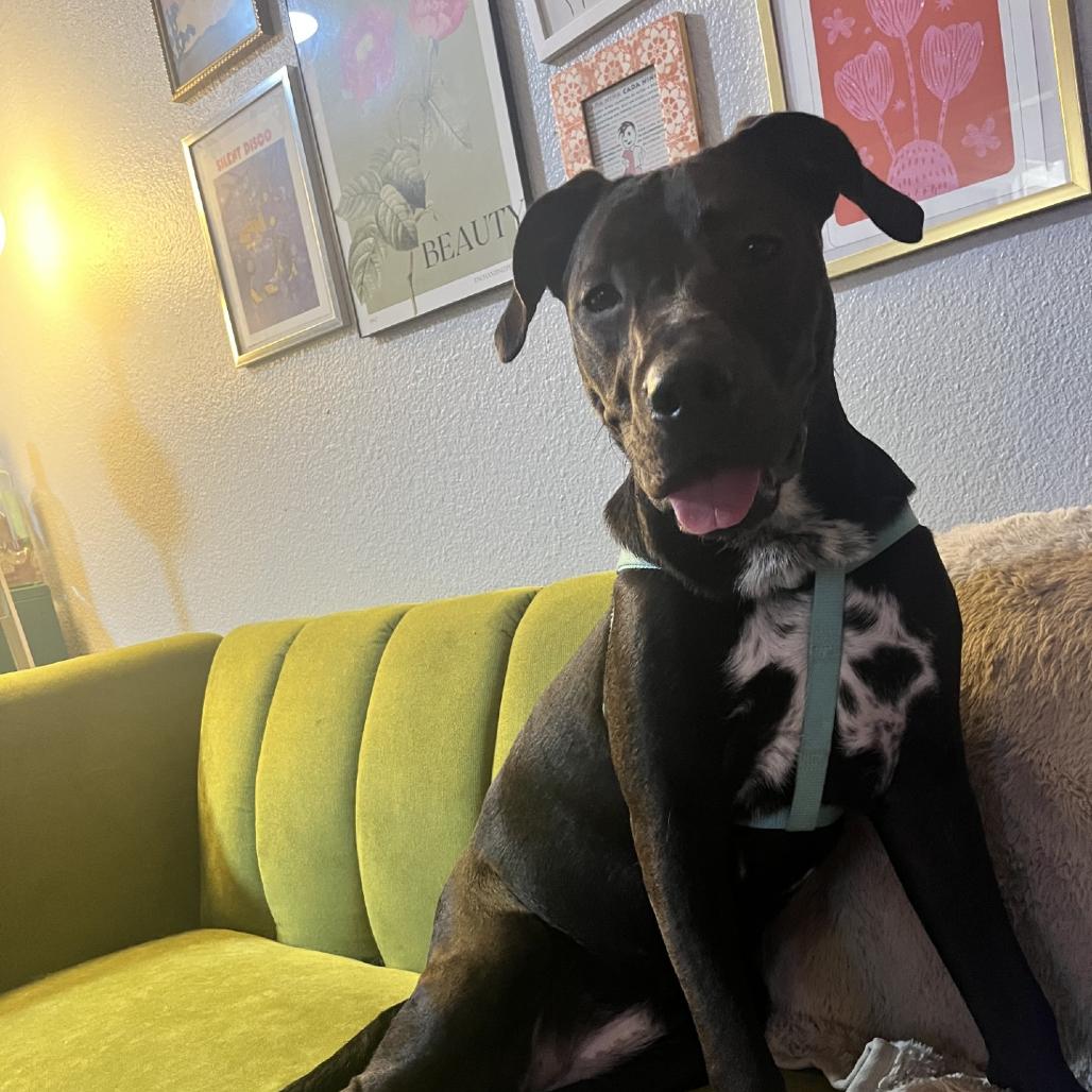 Enlarge Val, a Adoptable mixed breed in San Antonio, TX image 4/6