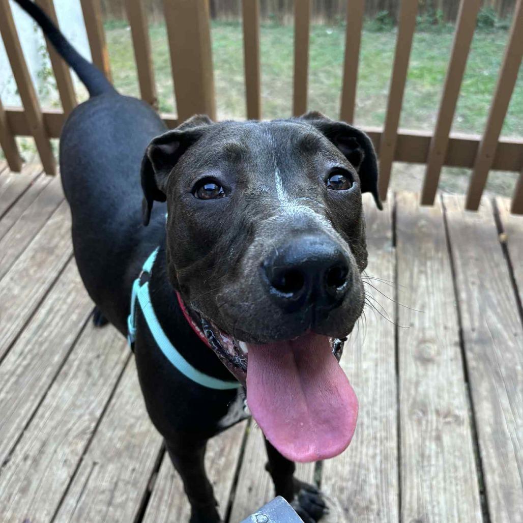 Enlarge Val, a Adoptable mixed breed in San Antonio, TX image 5/6