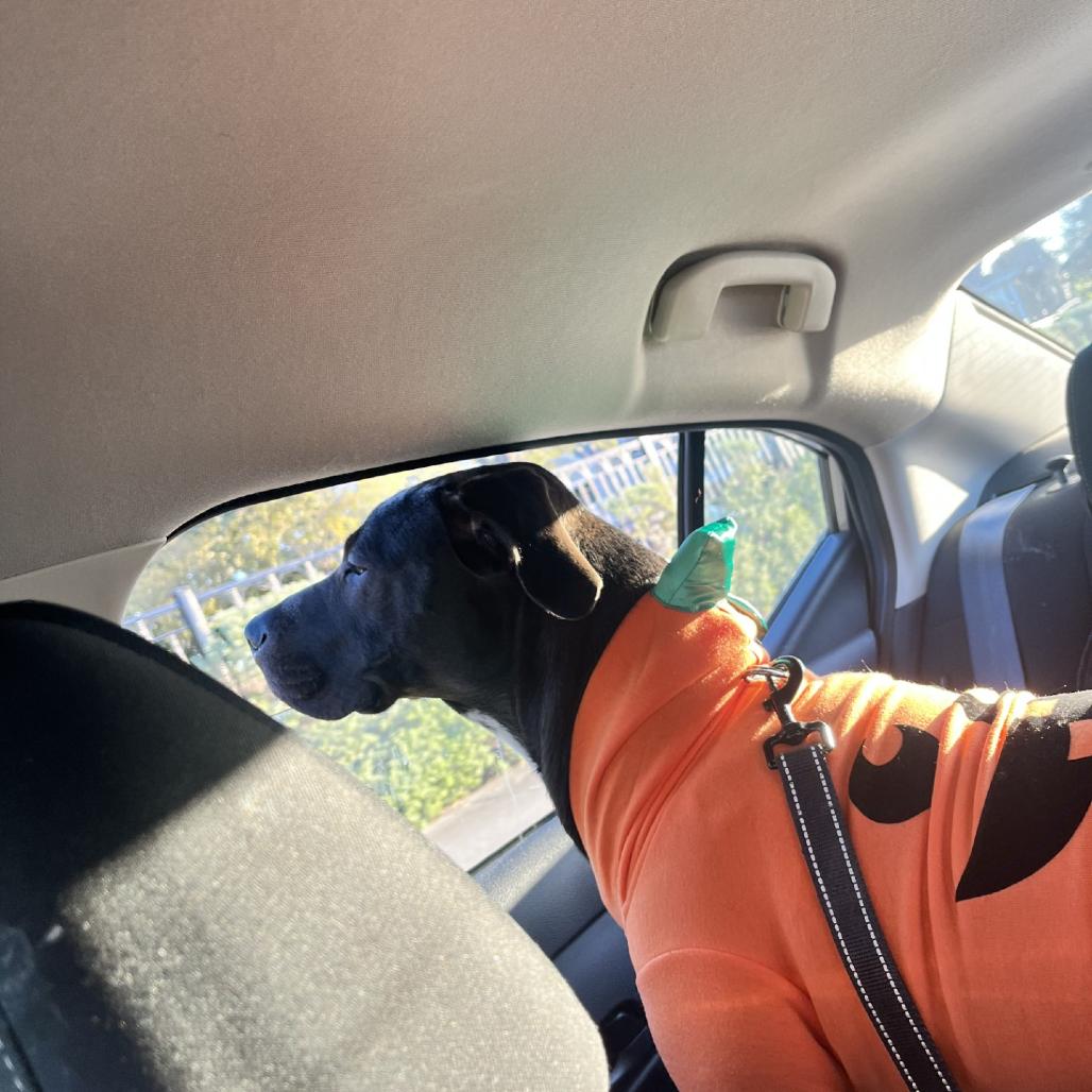 Enlarge Val, a Adoptable mixed breed in San Antonio, TX image 6/6