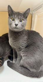 Lucy 2, Adoptable, Young Female Domestic Short Hair.