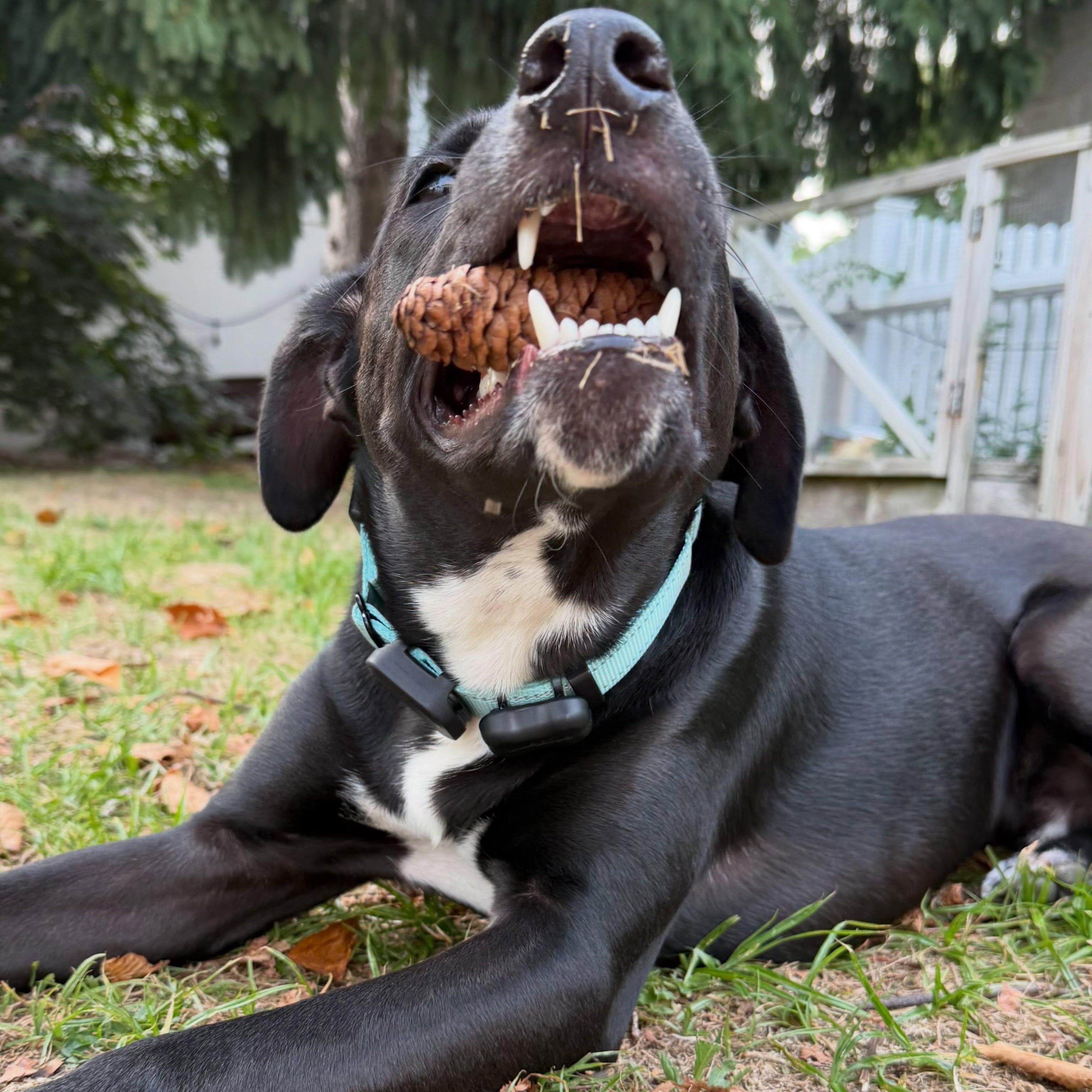 Enlarge Luke, a Adopted mixed breed in Hopkinton, MA image 4/6