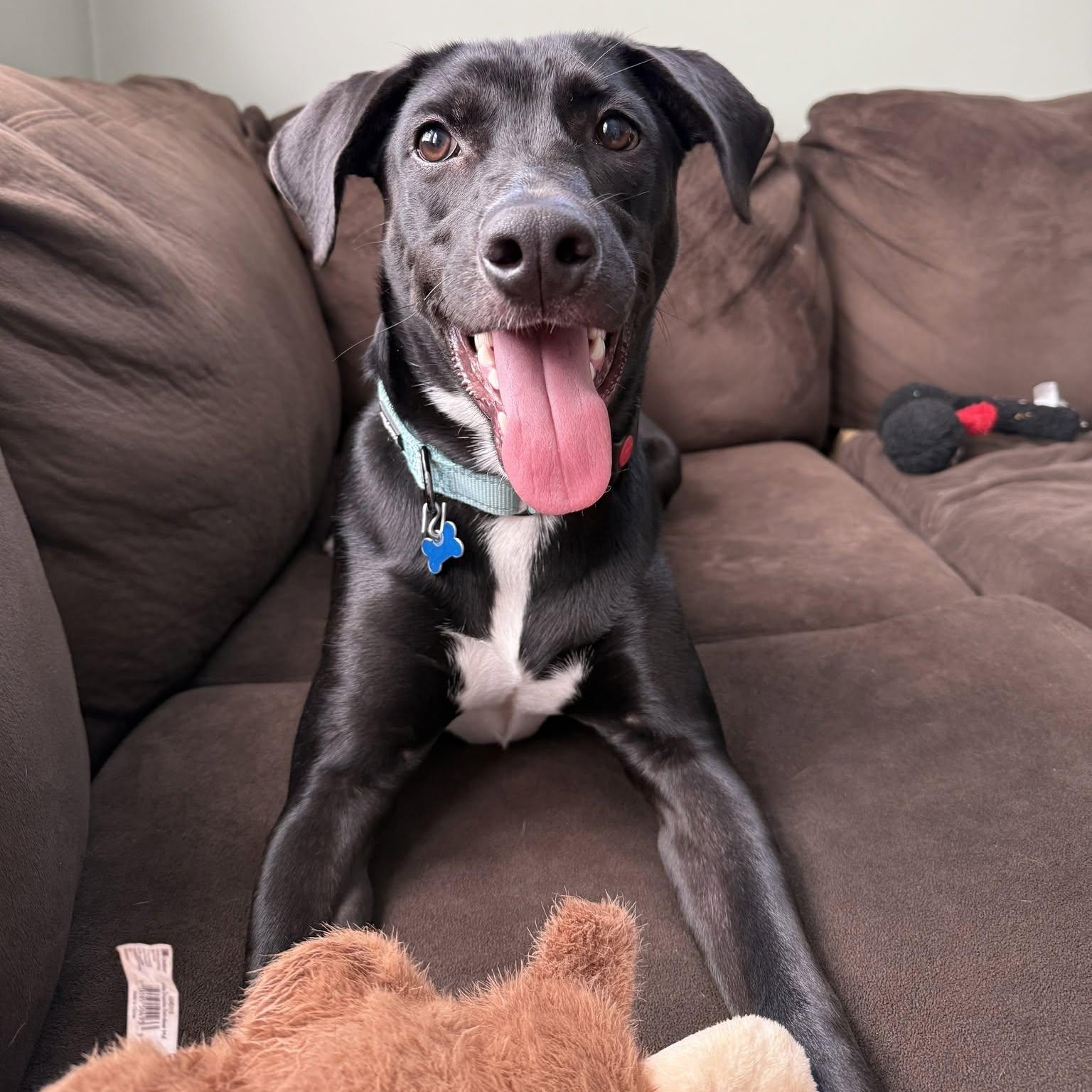 Enlarge Luke, a Adopted mixed breed in Hopkinton, MA image 2/6