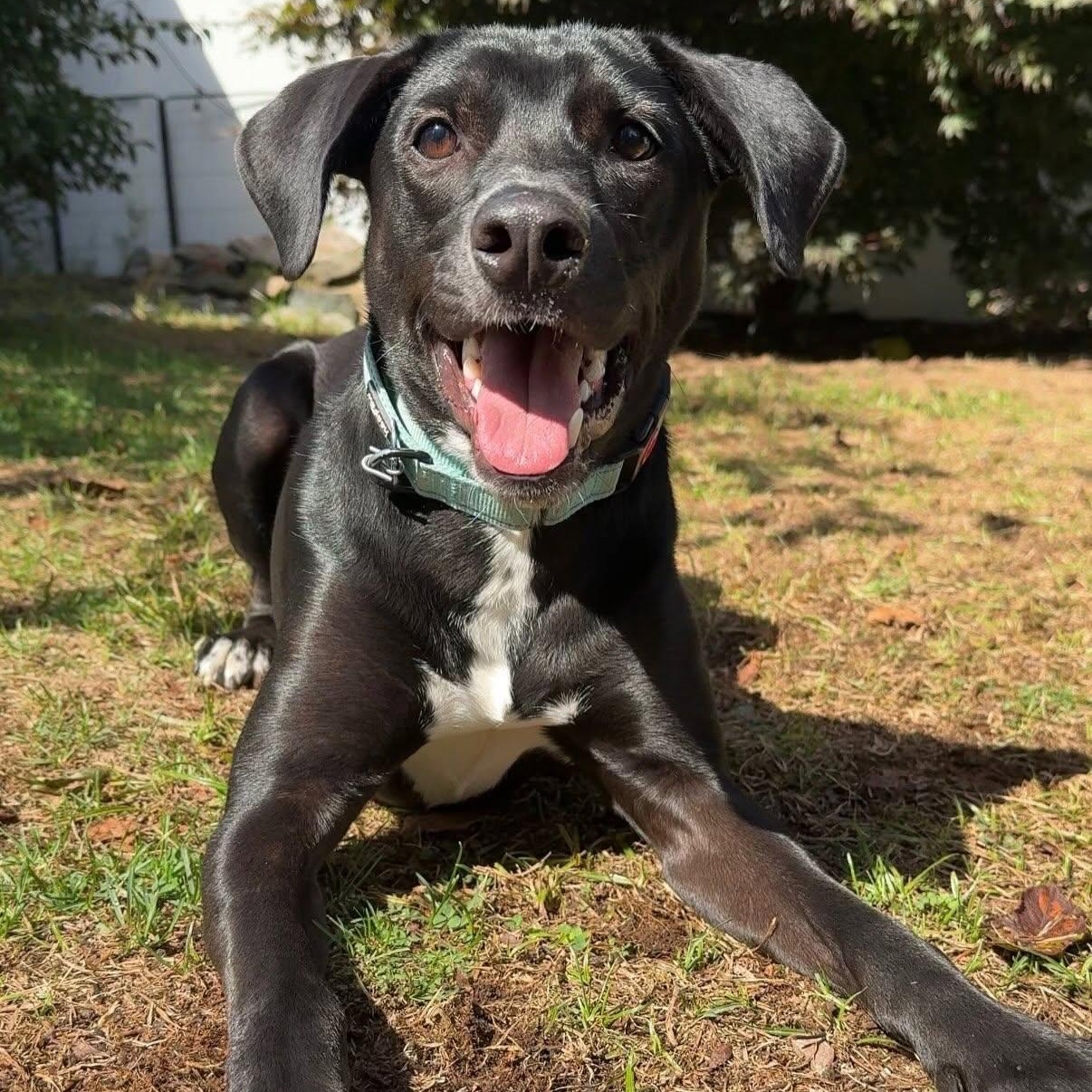 Luke, Adopted, Young Male Labrador Retriever.
