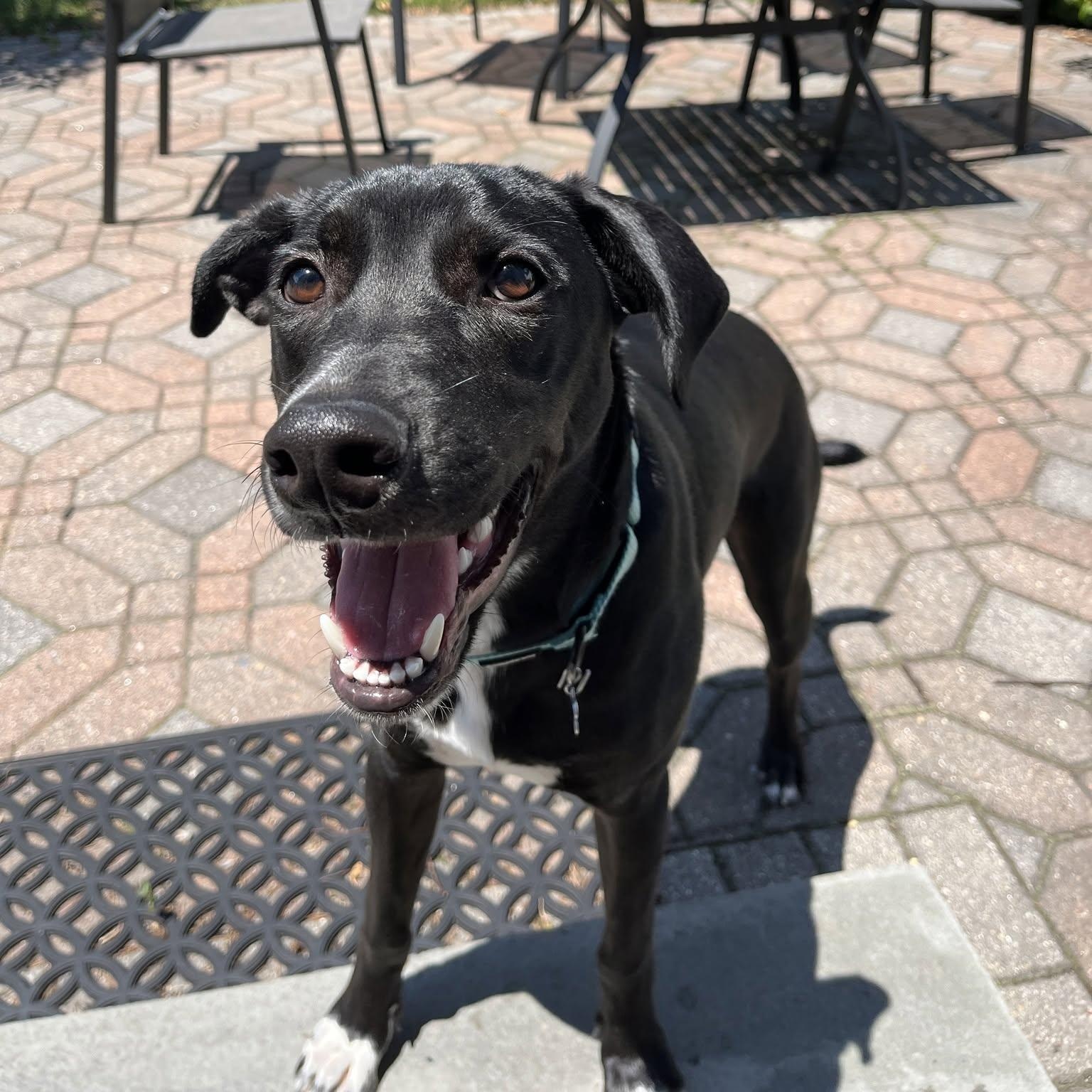 Enlarge Luke, a Adopted mixed breed in Hopkinton, MA image 5/6