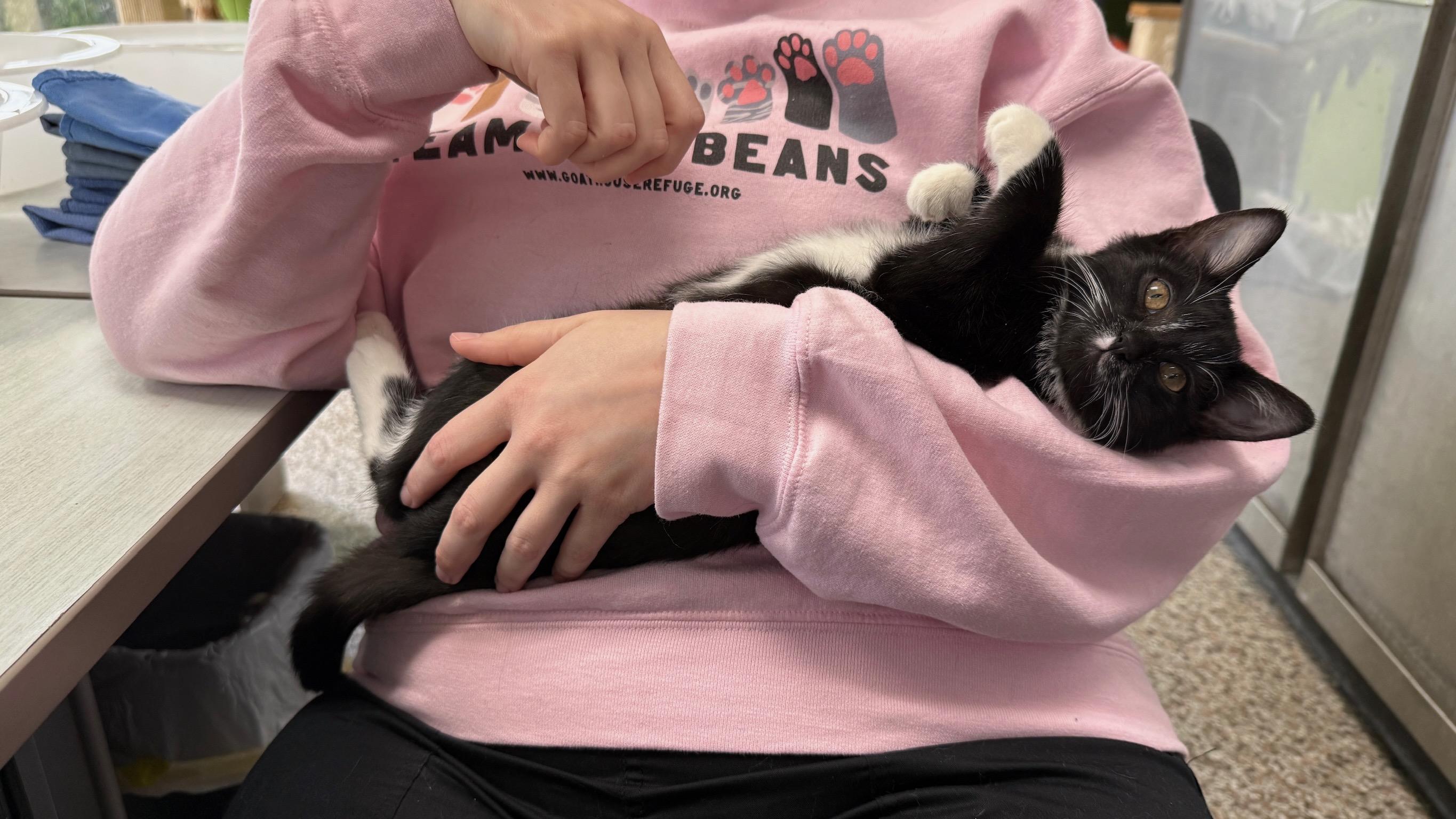 Fleur, an adopted Domestic Short Hair in Richmond, KY image 1/6
