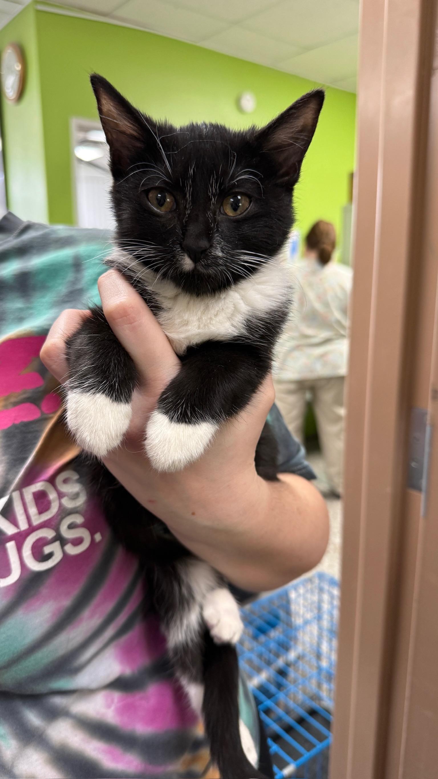 Fleur, an adopted Domestic Short Hair in Richmond, KY image 3/6
