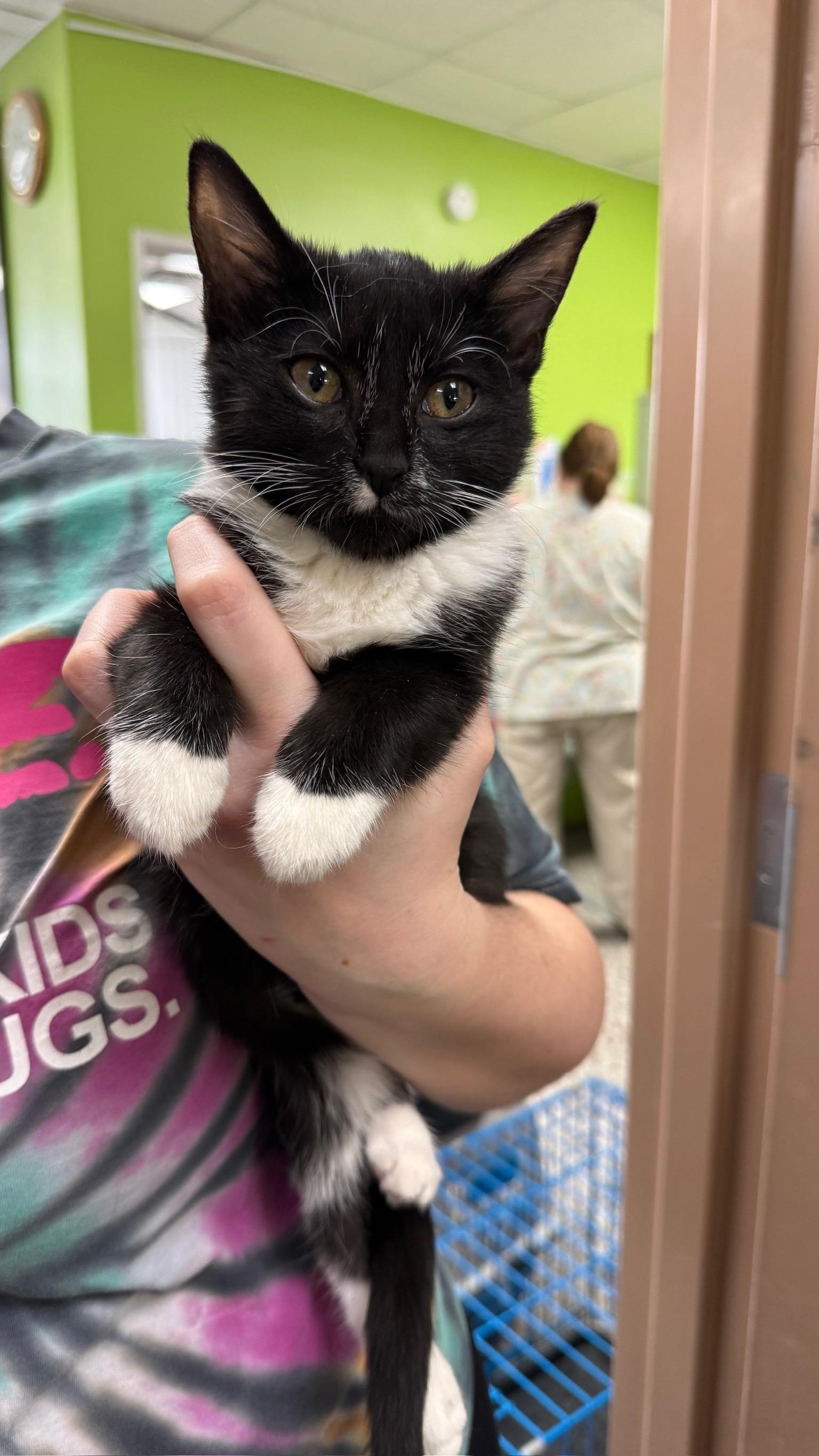 Fleur, an adopted Domestic Short Hair in Richmond, KY image 4/6