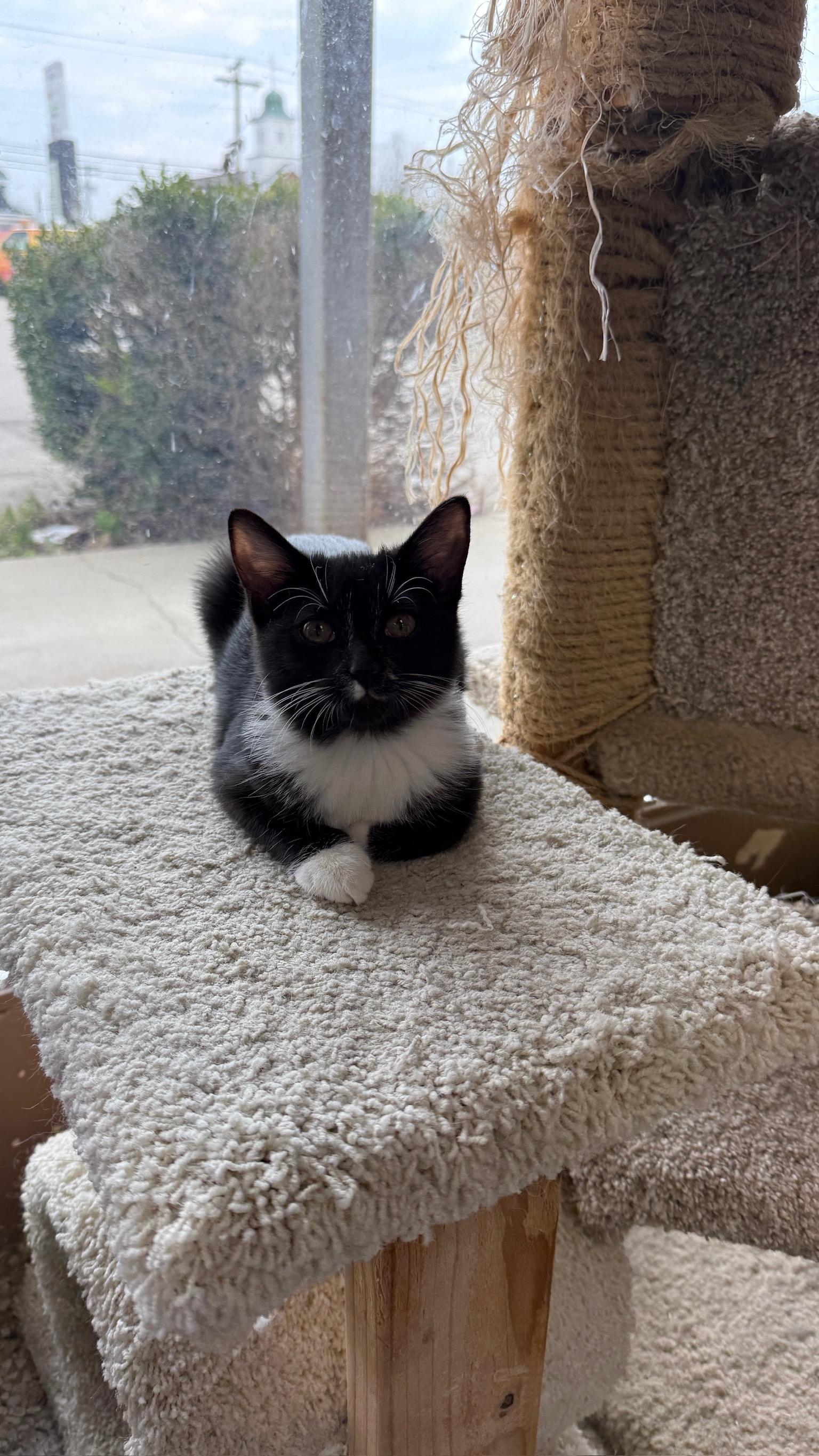 Fleur, an adopted Domestic Short Hair in Richmond, KY image 2/6