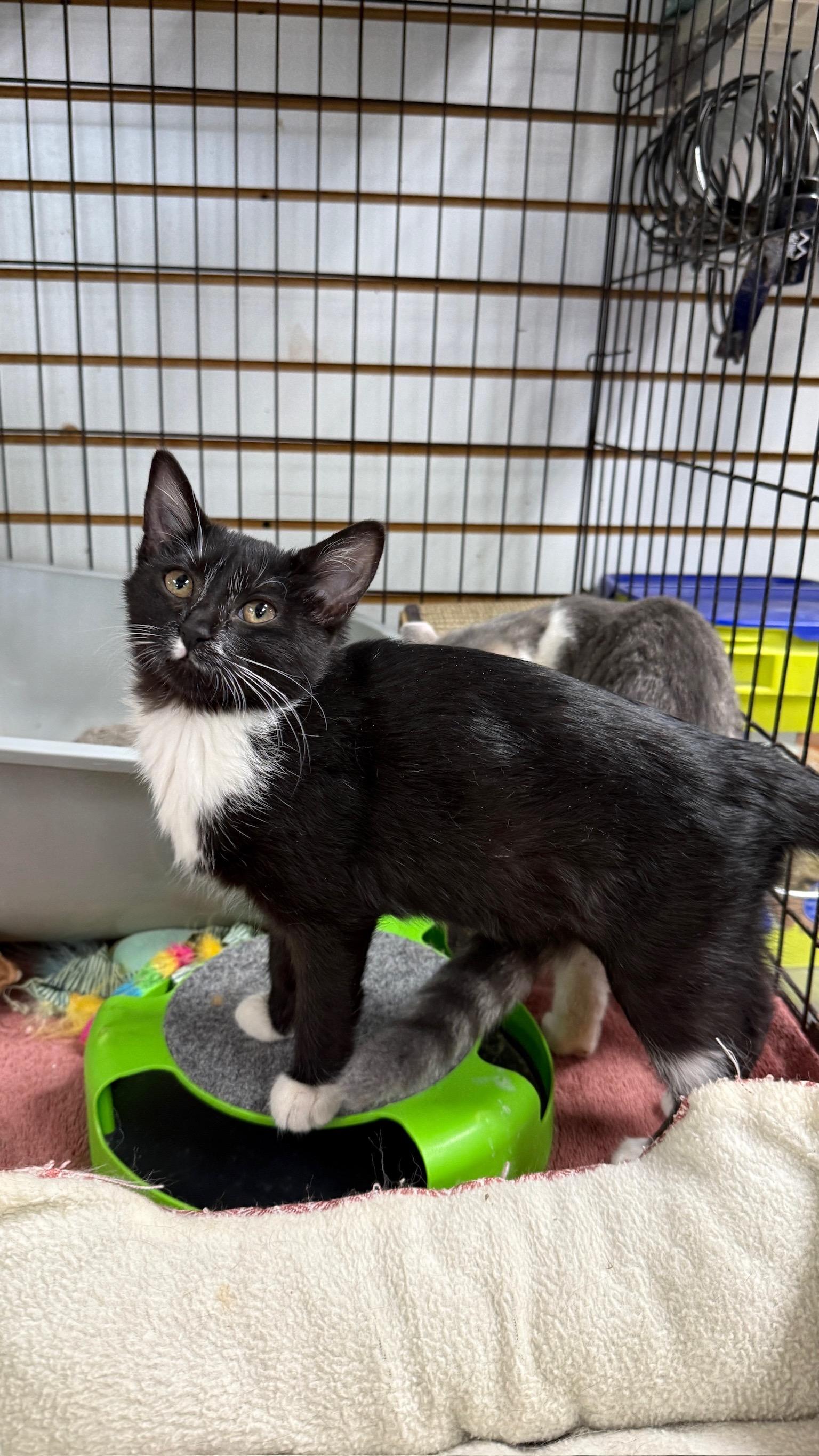 Fleur, an adopted Domestic Short Hair in Richmond, KY image 5/6