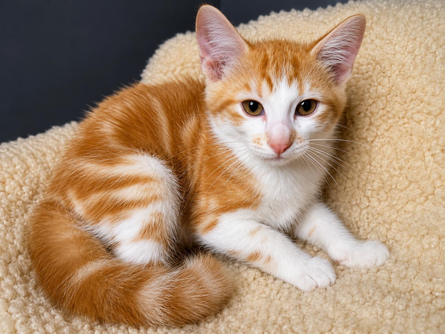 Briggs, Adoptable, Kitten Male Domestic Short Hair.