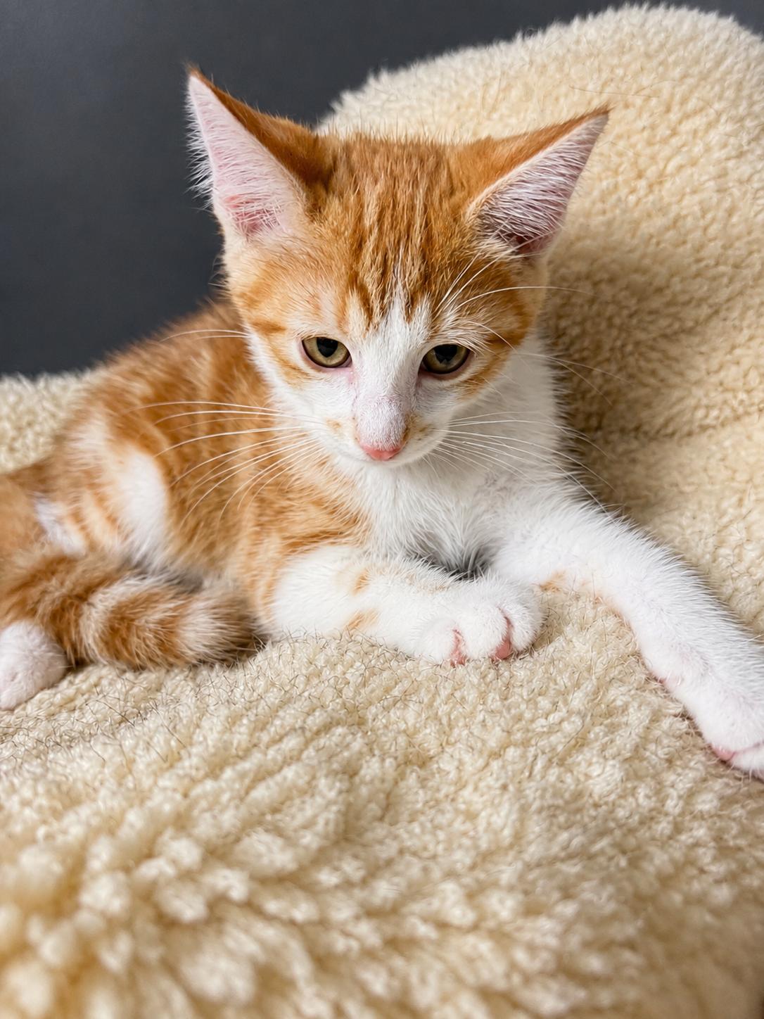 Briggs, a Adoptable Domestic Short Hair in Rio Linda, CA image 2/3
