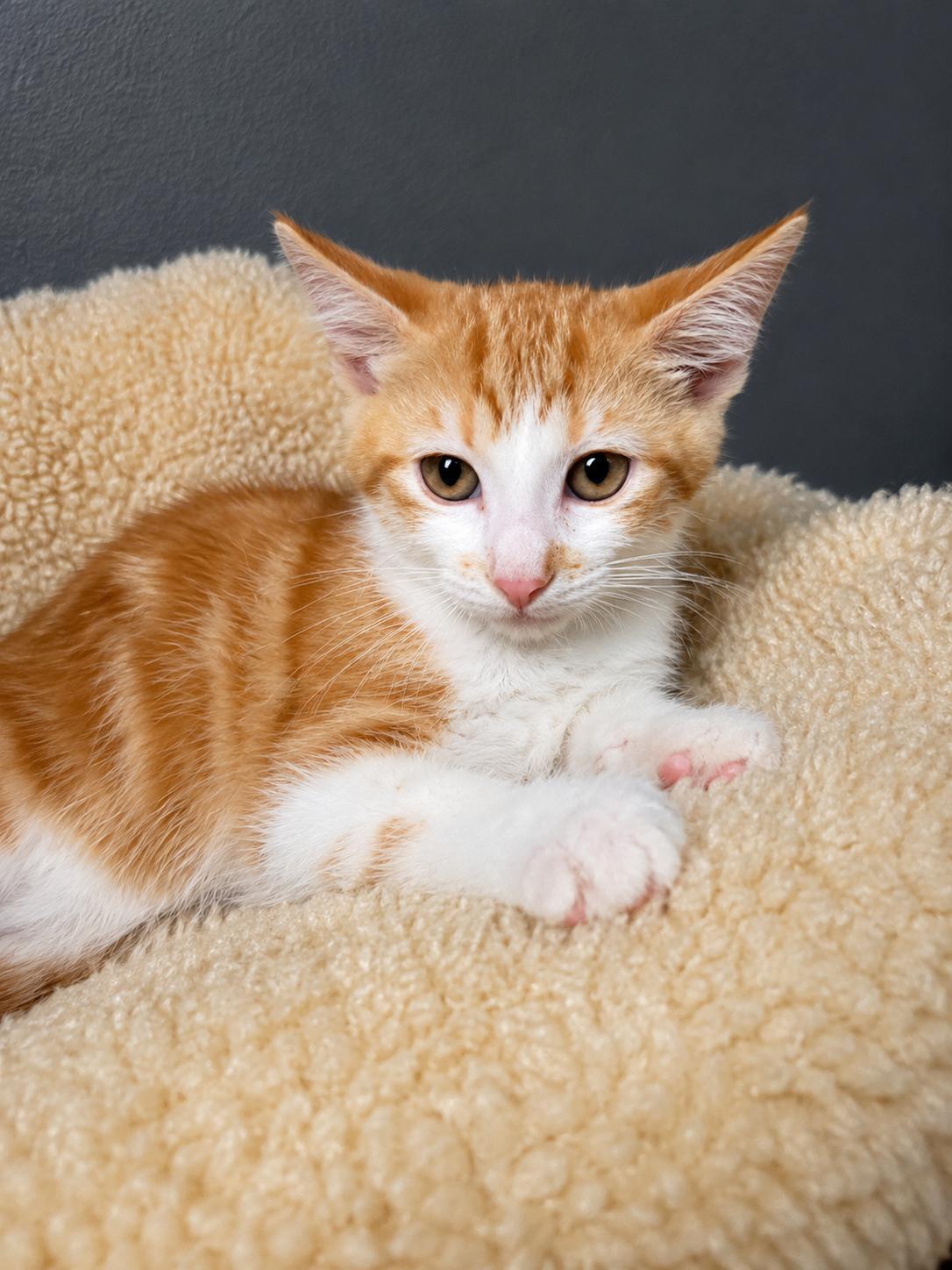 Briggs, a Adoptable Domestic Short Hair in Rio Linda, CA image 3/3
