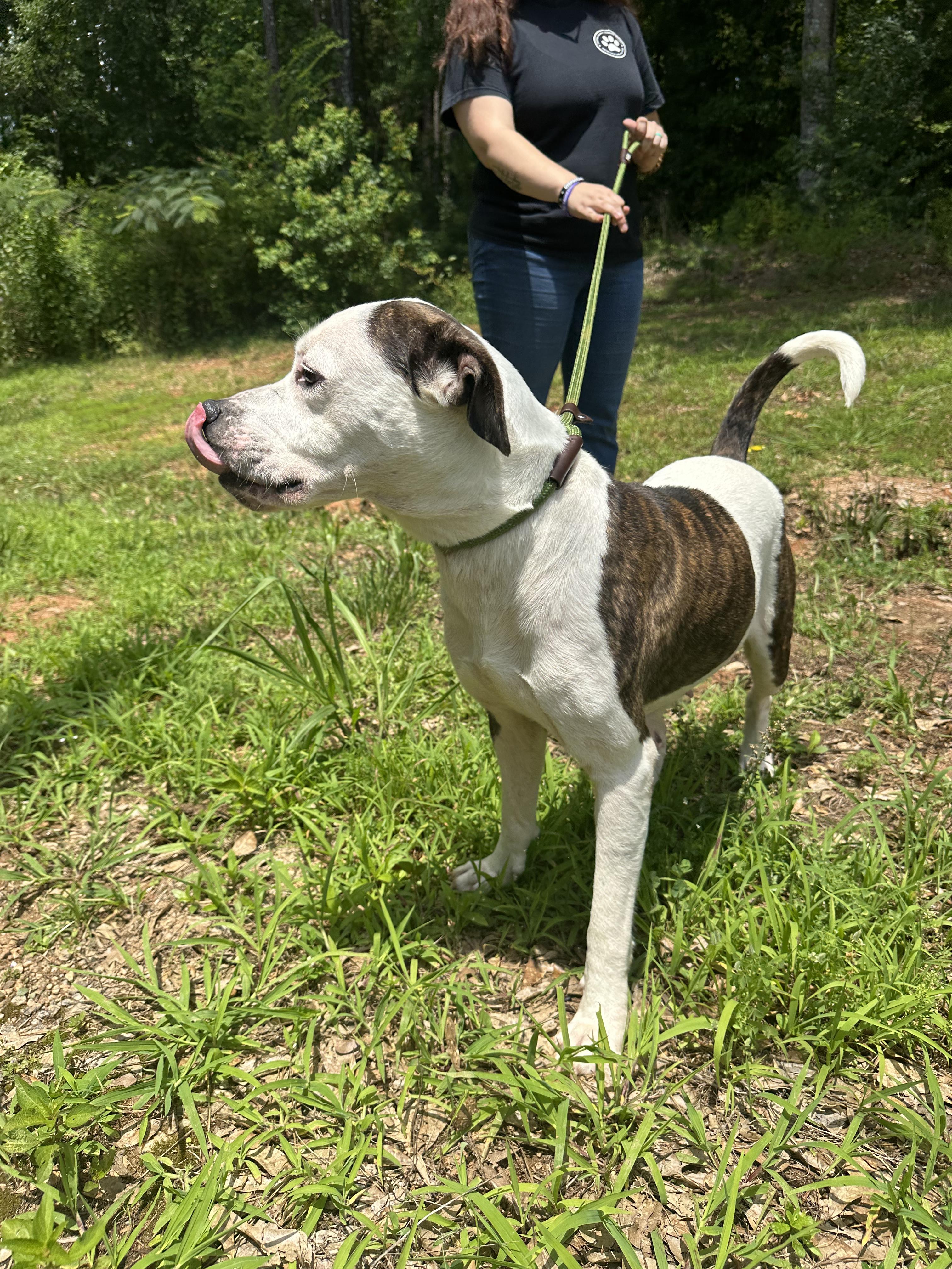 ADDIE, a ADOPTABLE mixed breed in Newborn, GA image 6/6