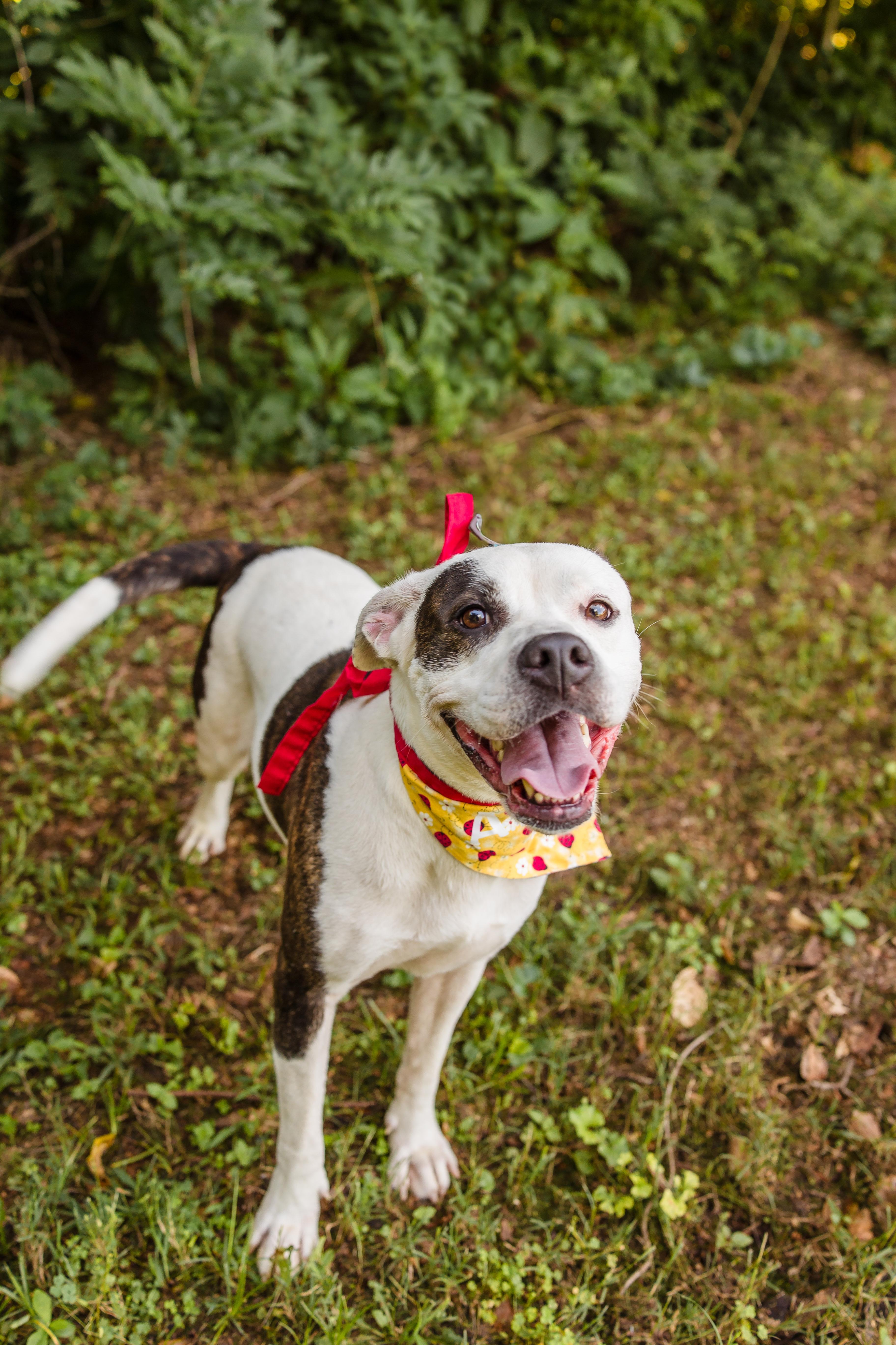 ADDIE, a ADOPTABLE mixed breed in Newborn, GA image 3/6
