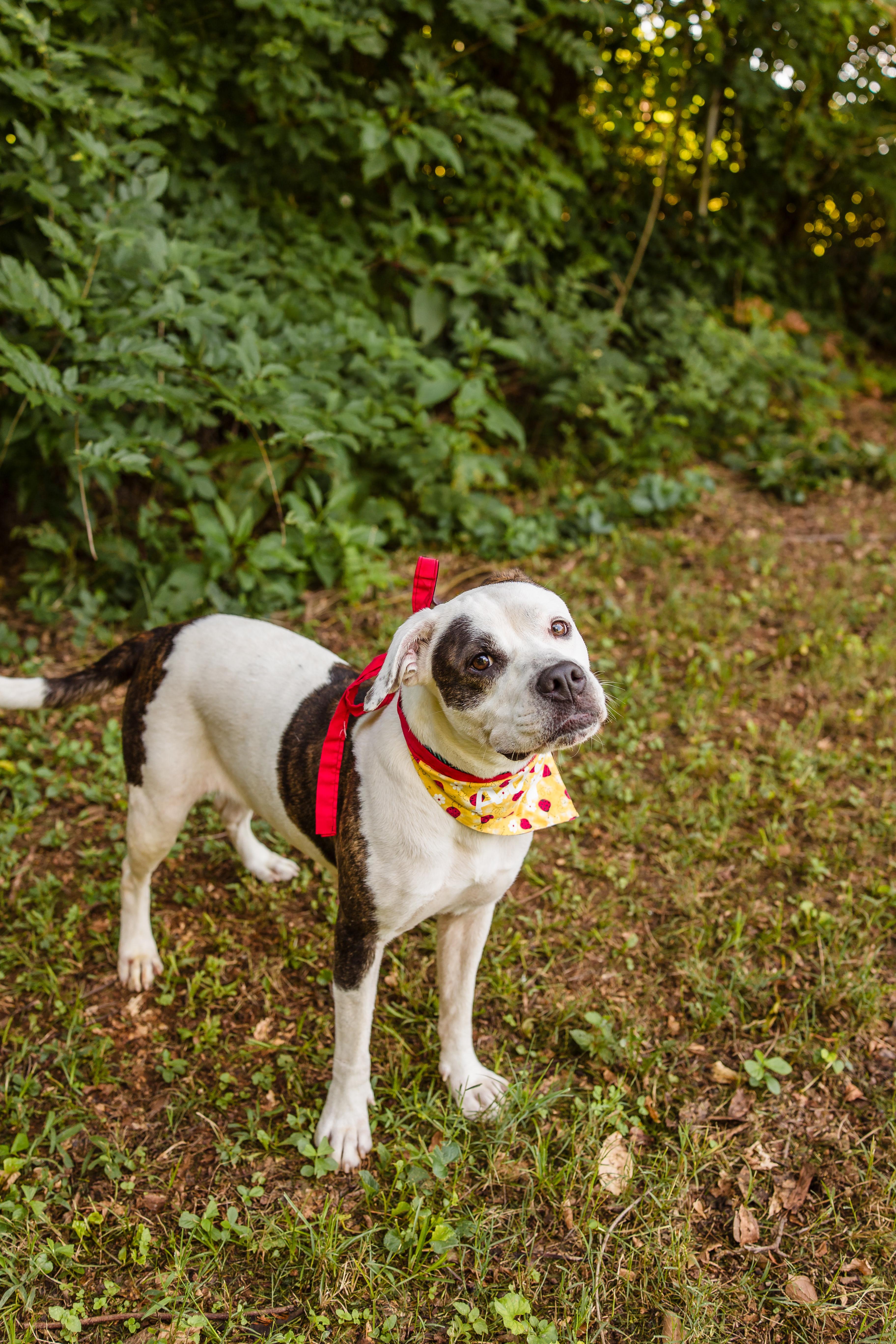 ADDIE, ADOPTABLE, Adult Female Boxer.