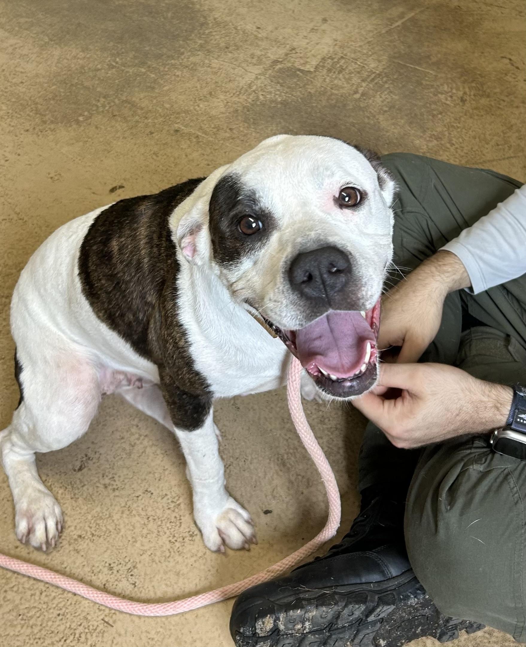 ADDIE, a ADOPTABLE mixed breed in Newborn, GA image 2/6