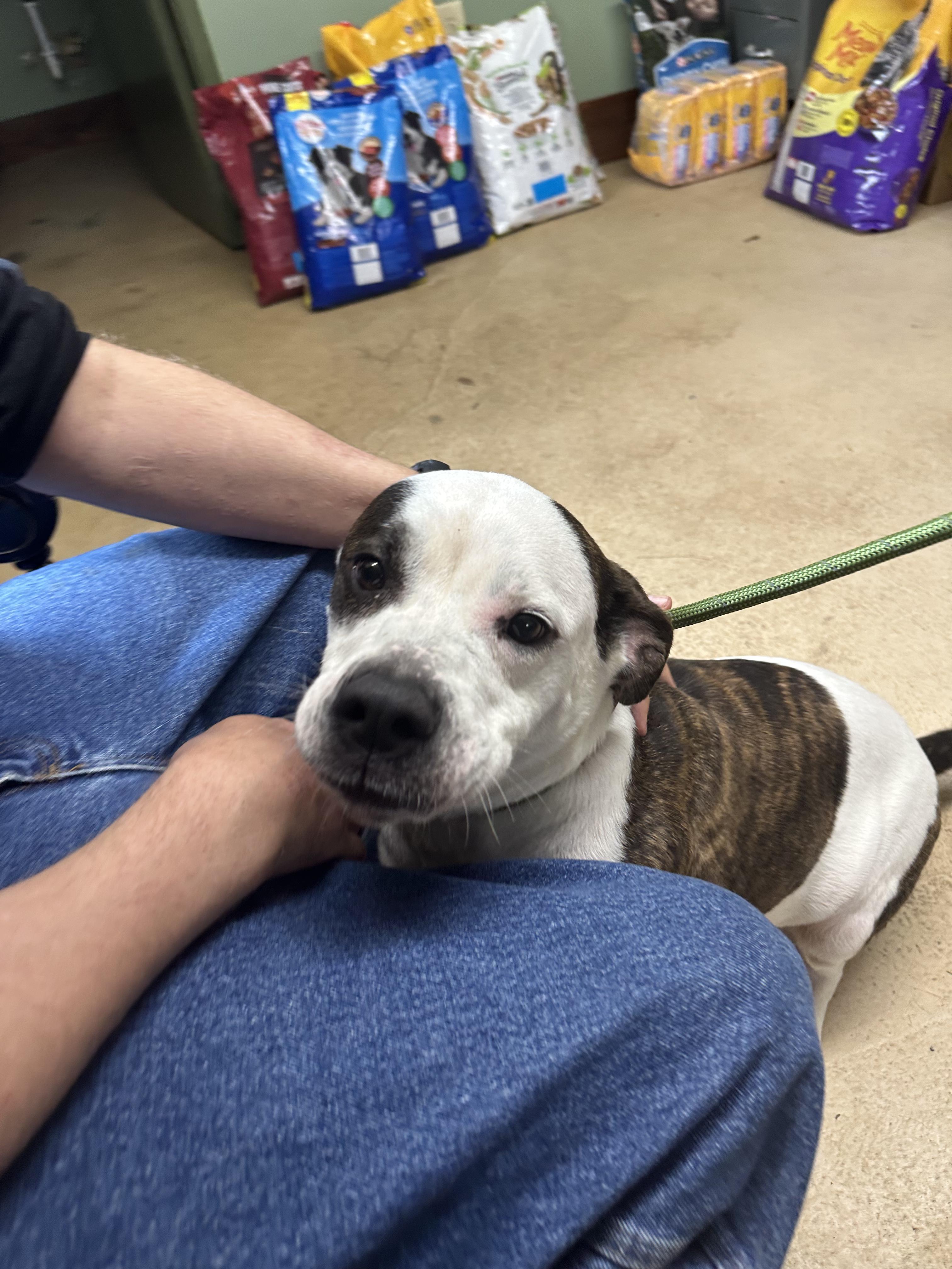 ADDIE, a ADOPTABLE mixed breed in Newborn, GA image 5/6