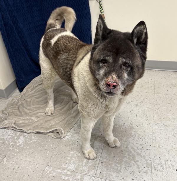 Luna, Adoptable, Adult Female Akita.