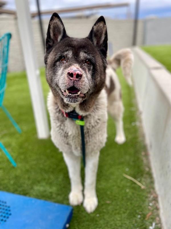 Enlarge Luna, a Adoptable mixed breed in Salt Lake City, UT image 2/3