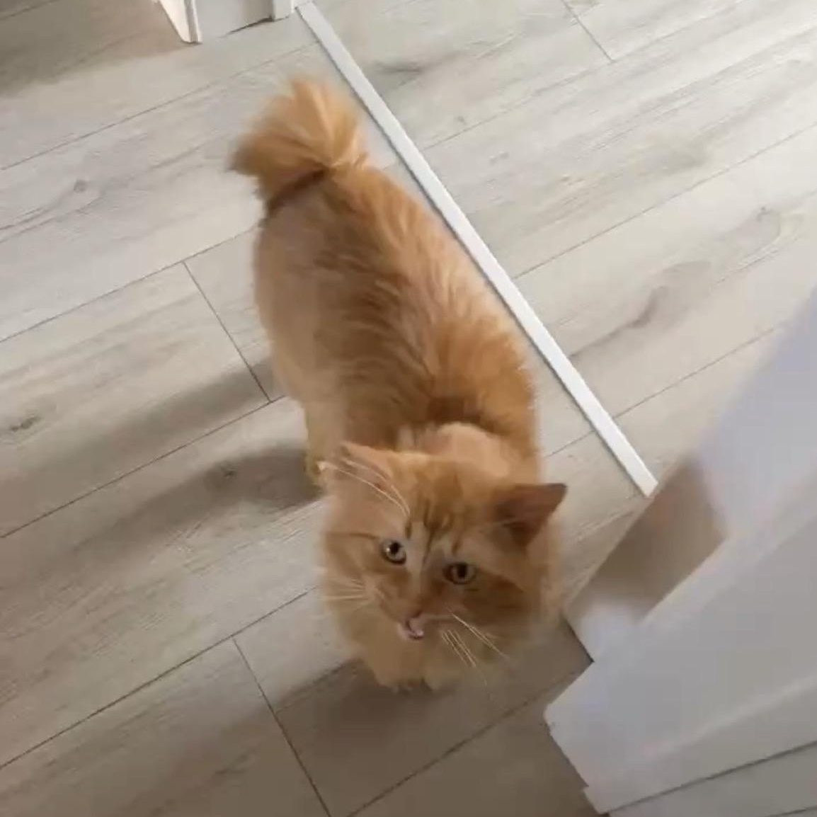 Enlarge Winnie, a ADOPTABLE Domestic Long Hair in Saint-Jacques, QC image 5/6