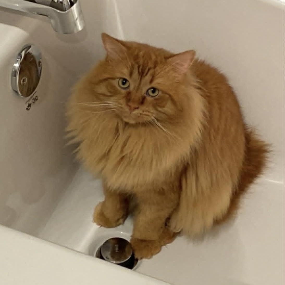 Winnie, ADOPTABLE, Adult Male Domestic Long Hair.