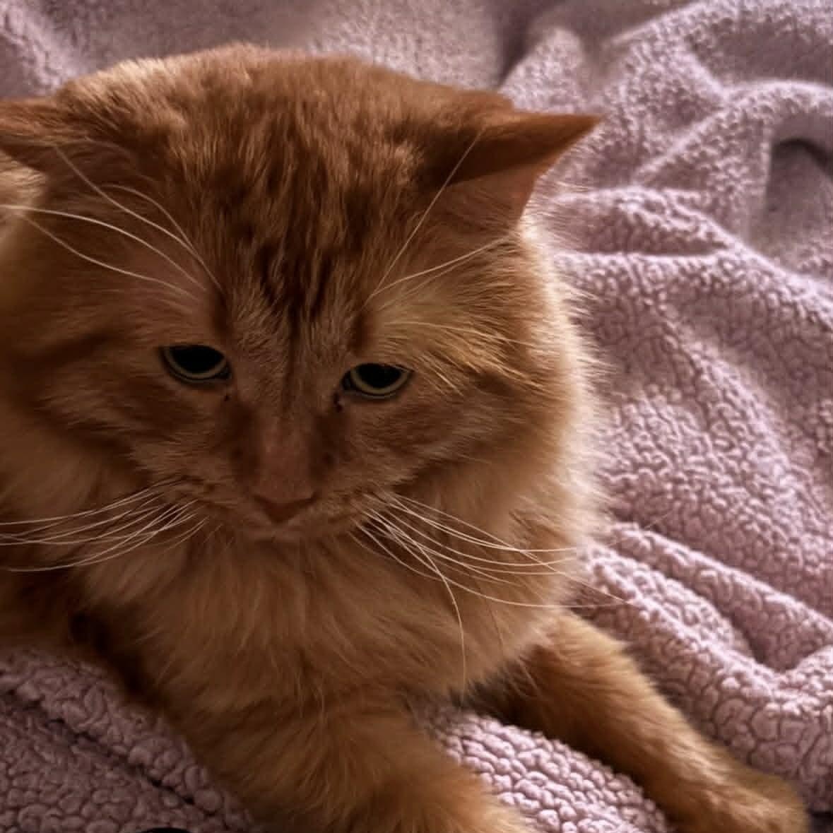 Enlarge Winnie, a ADOPTABLE Domestic Long Hair in Saint-Jacques, QC image 2/6