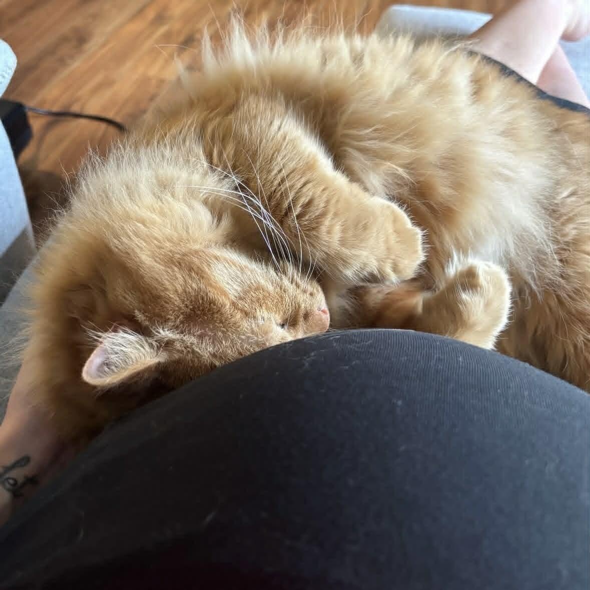 Enlarge Winnie, a ADOPTABLE Domestic Long Hair in Saint-Jacques, QC image 3/6