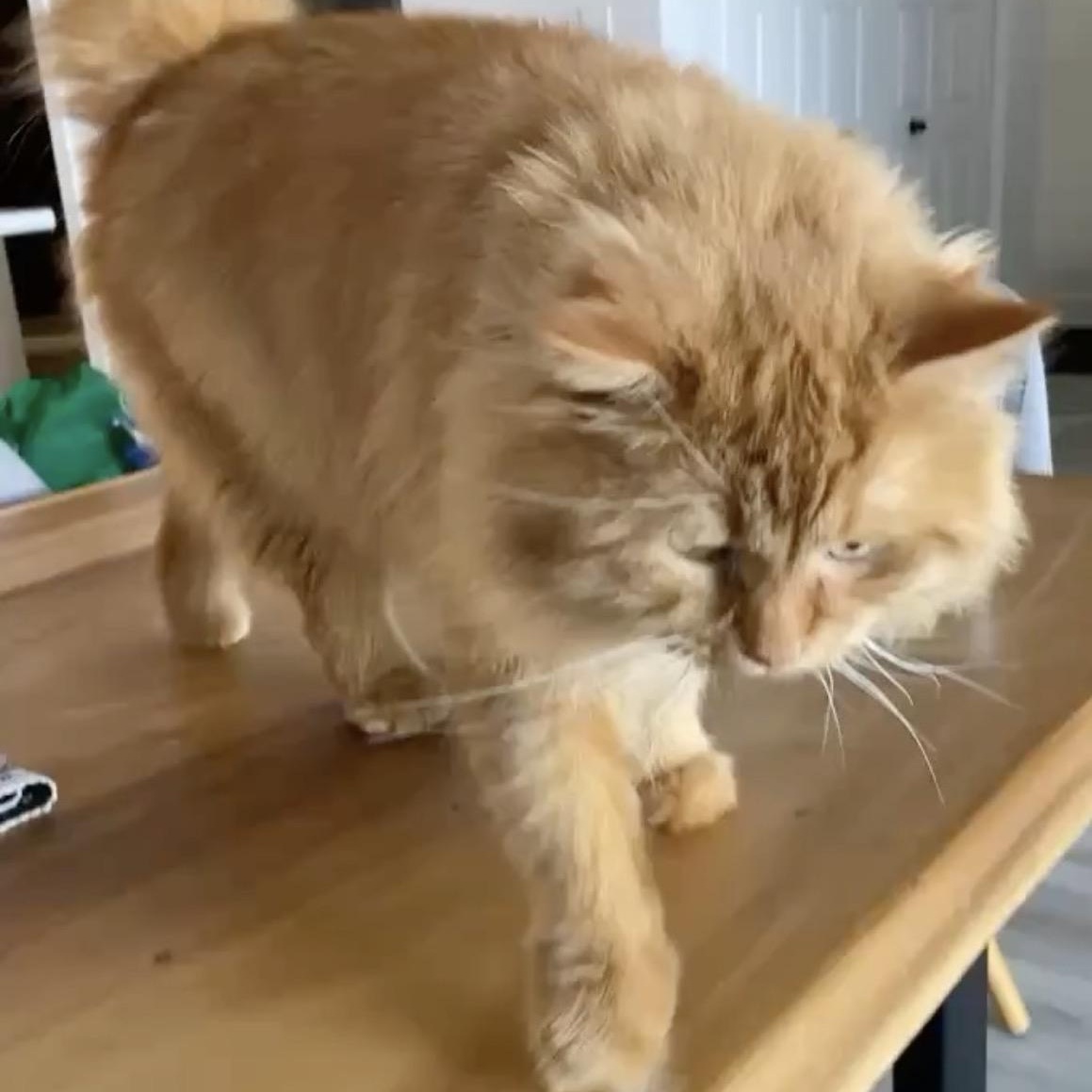 Enlarge Winnie, a ADOPTABLE Domestic Long Hair in Saint-Jacques, QC image 4/6